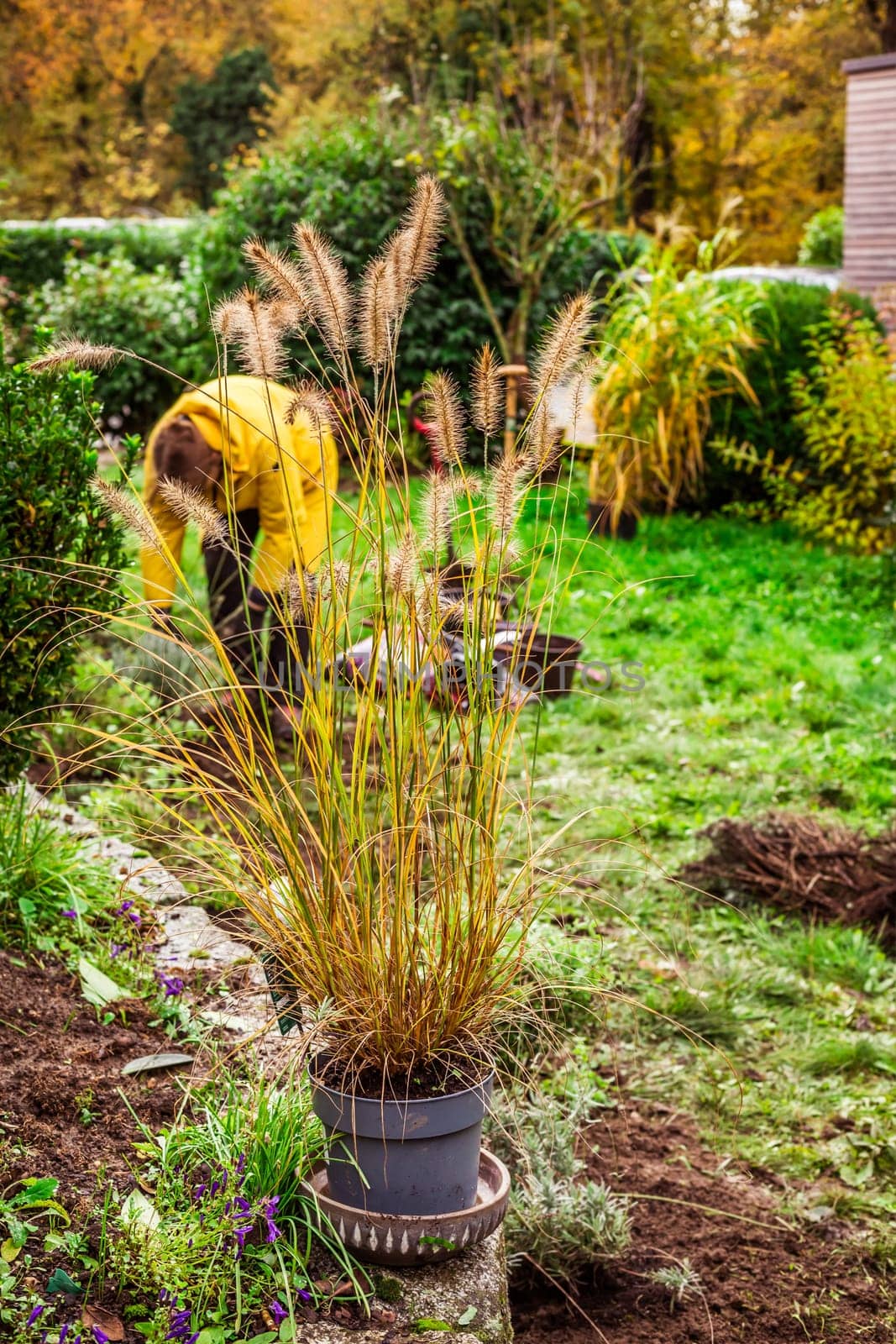 Spring gardening - Ornamental grasses in flowerpot for transplanting into composted soil