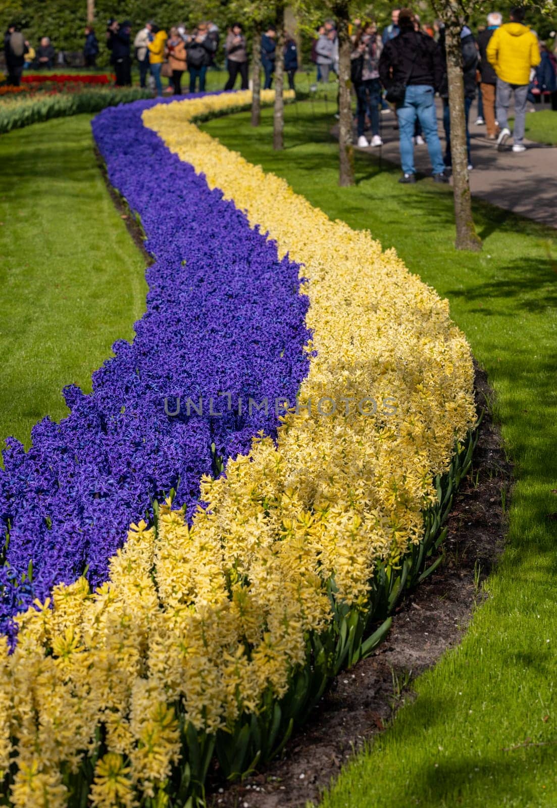 Keukenhof, Lisse Netherlands - April 18, 2023: Visitors at the Keukenhof Garden in Lisse, Netherlands.