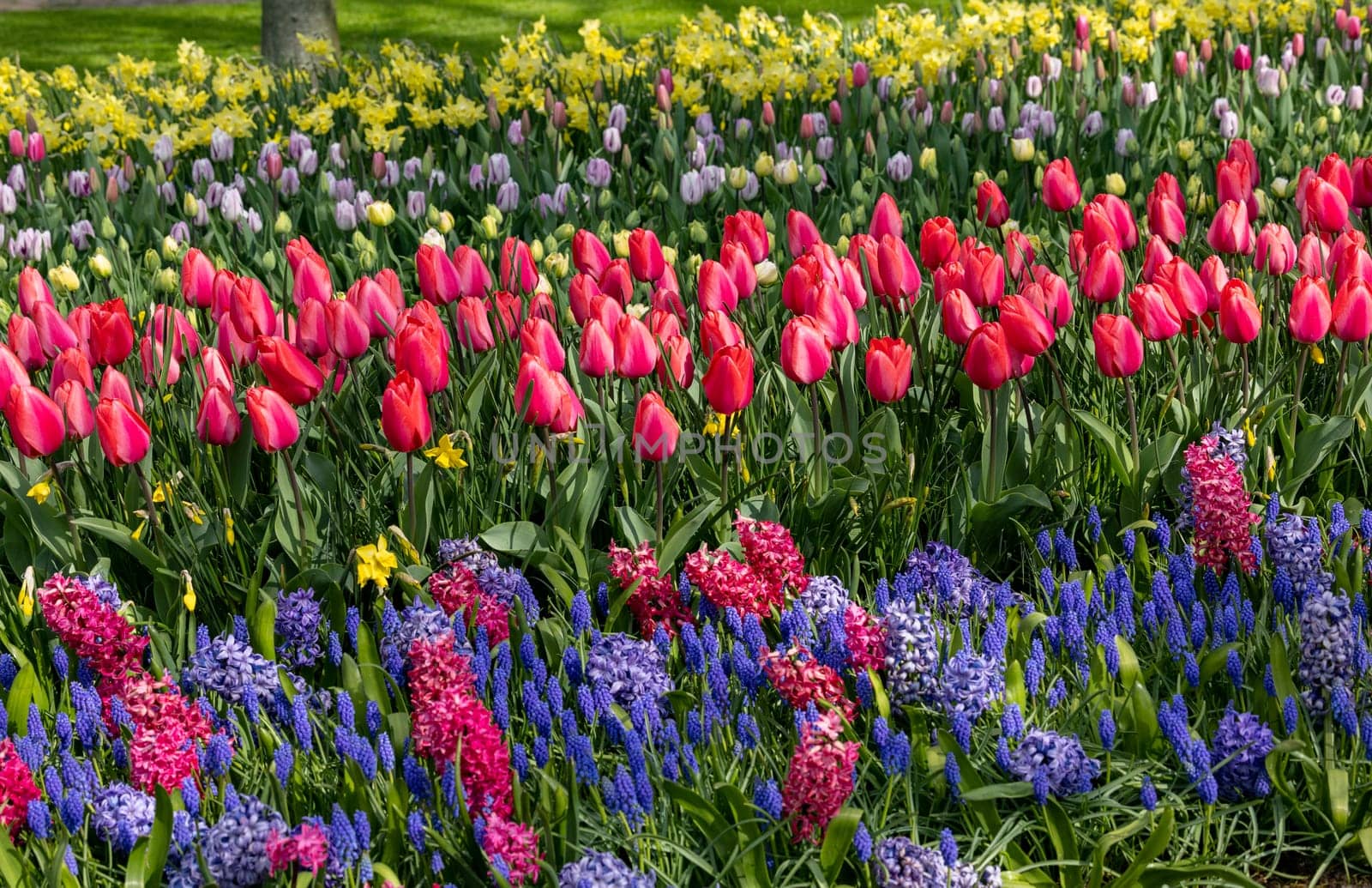 Colorful flowers in the Keukenhof Garden in Lisse, Holland, Netherlands.