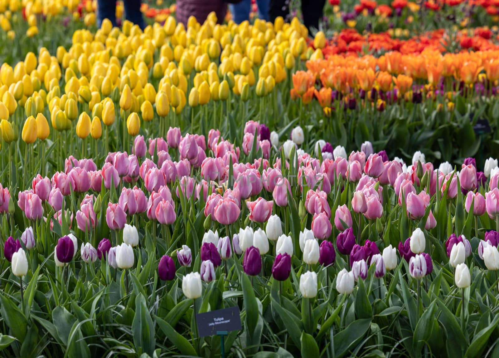 Colorful tulips in the Keukenhof Garden in Lisse, Holland, Netherlands.