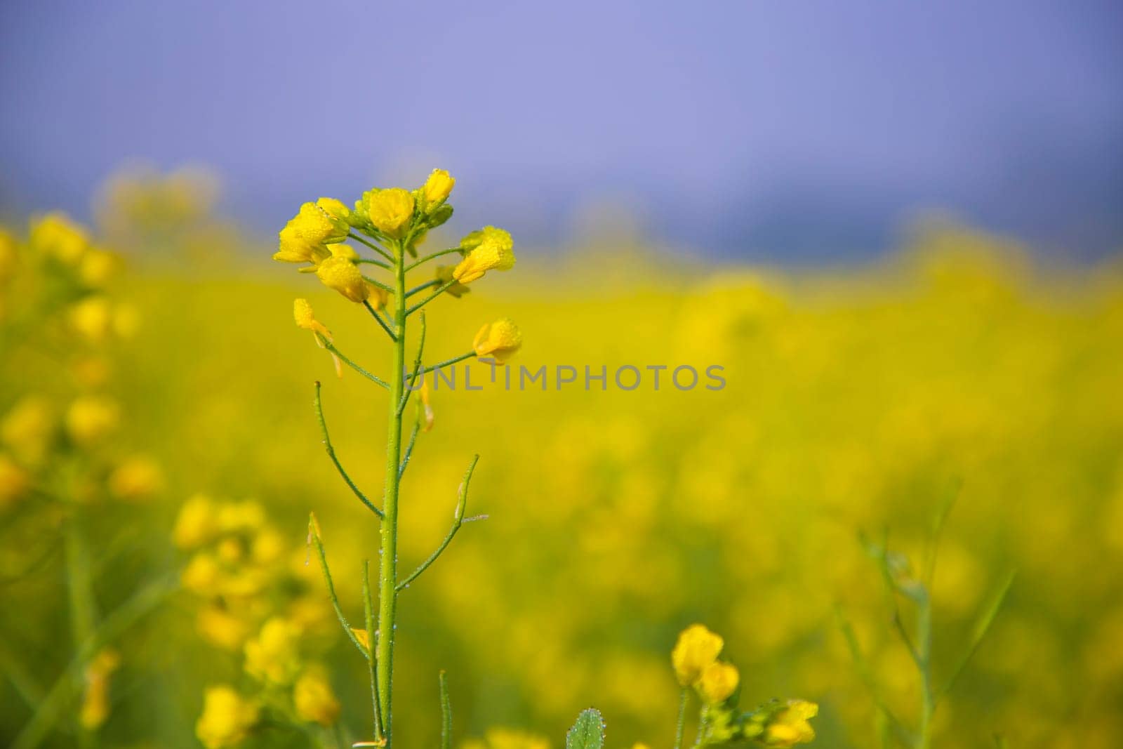 Close-up Focus A Beautiful  Blooming  Yellow rapeseed flower  with blurry background