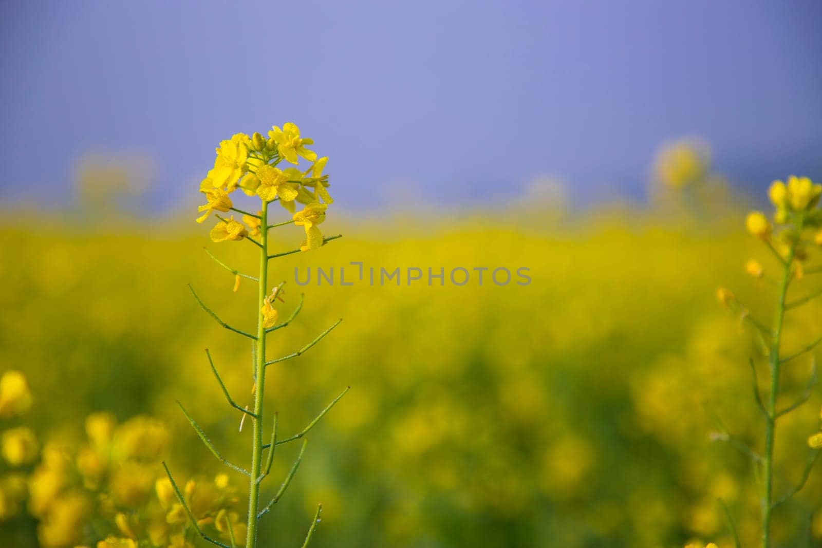Close-up Focus A Beautiful  Blooming  Yellow rapeseed flower  with blurry background