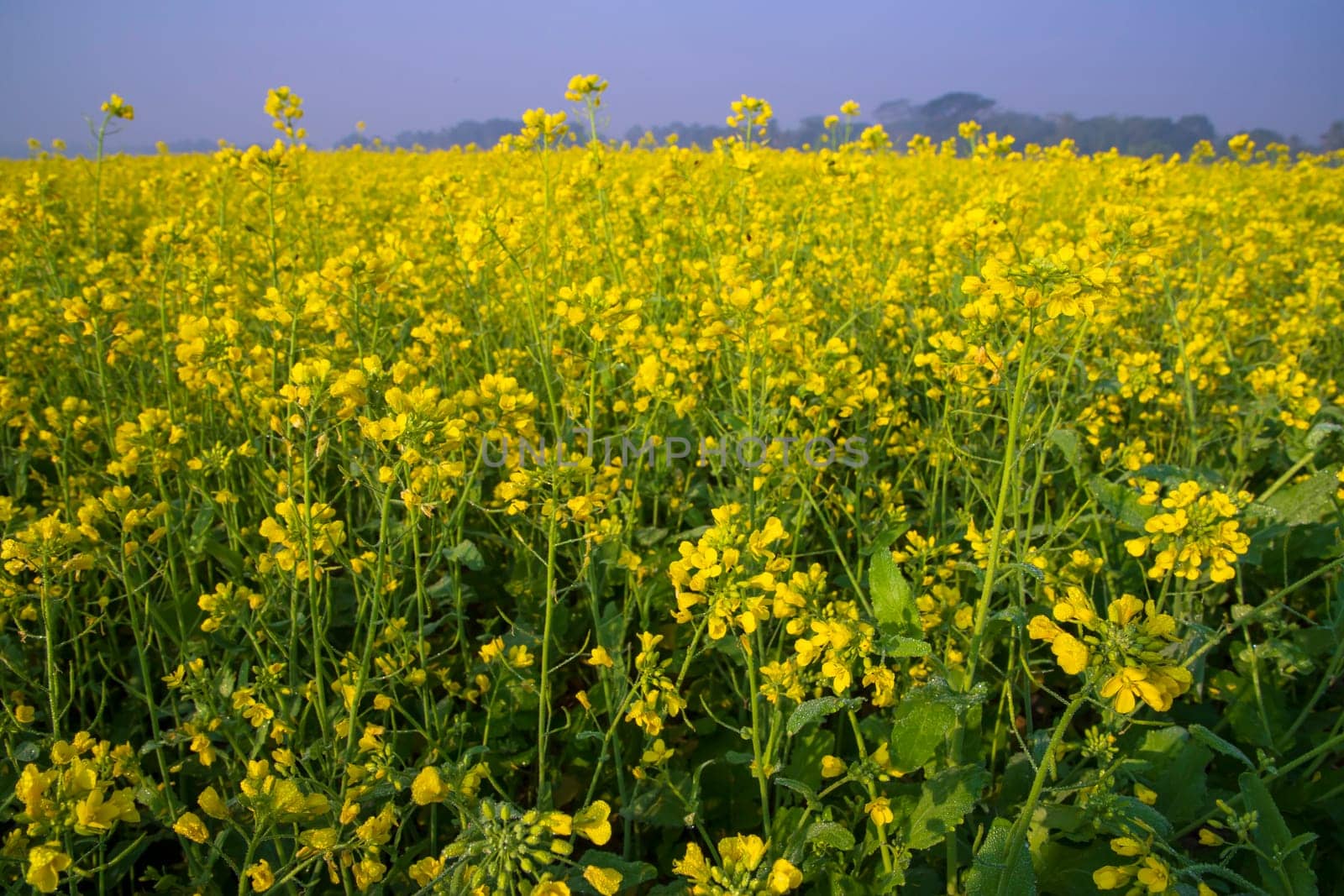 Beautiful Yellow Blooming rapeseed flower in the field natural Landscape view