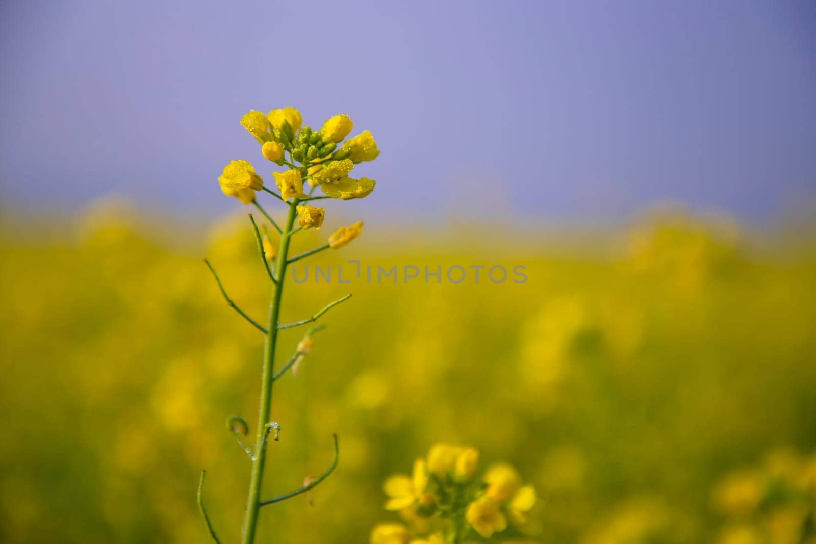 Close-up Focus A Beautiful  Blooming  Yellow rapeseed flower  with blurry background