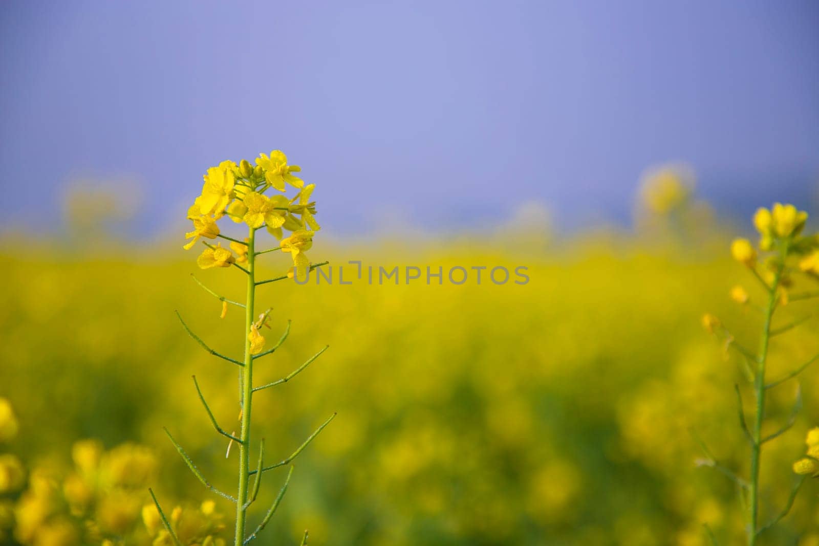 Close-up Focus A Beautiful  Blooming  Yellow rapeseed flower  with blurry background