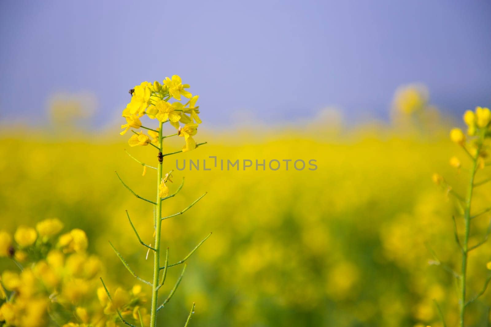 Close-up Focus A Beautiful  Blooming  Yellow rapeseed flower  with blurry background