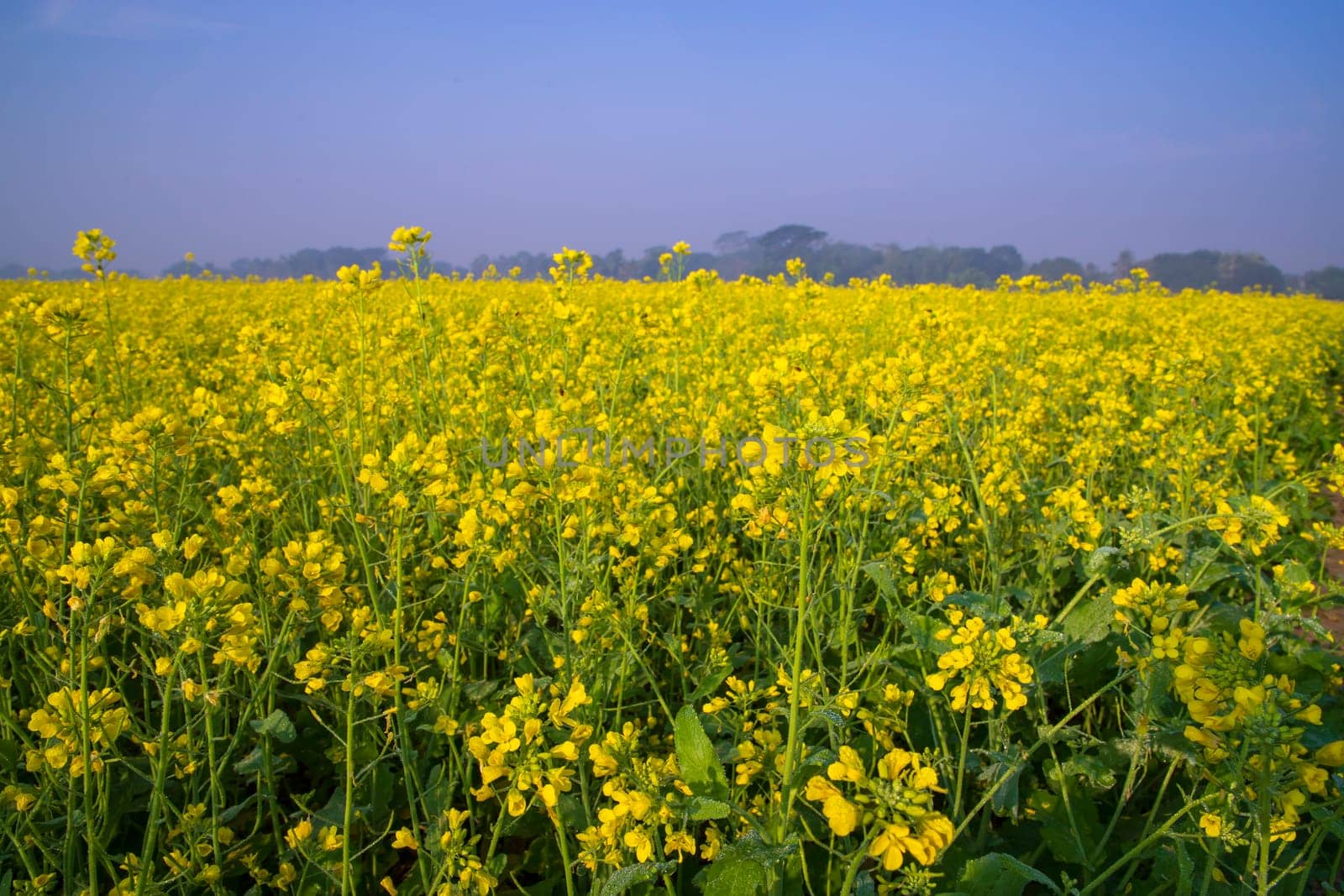 Beautiful Yellow Blooming rapeseed flower in the field natural Landscape view