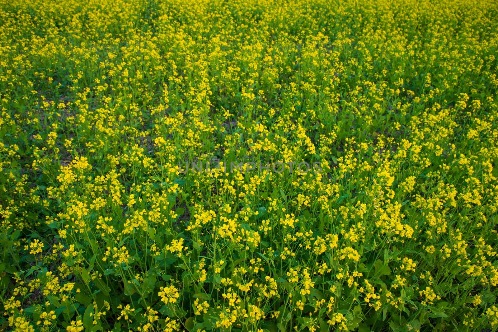 Beautiful Yellow Blooming rapeseed flower in the field natural Landscape view
