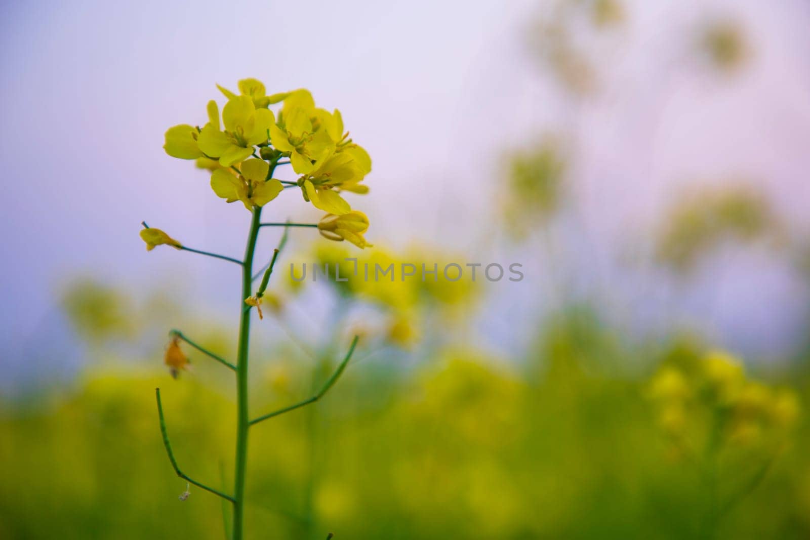 Close-up Focus A Beautiful  Blooming  Yellow rapeseed flower  with blurry background