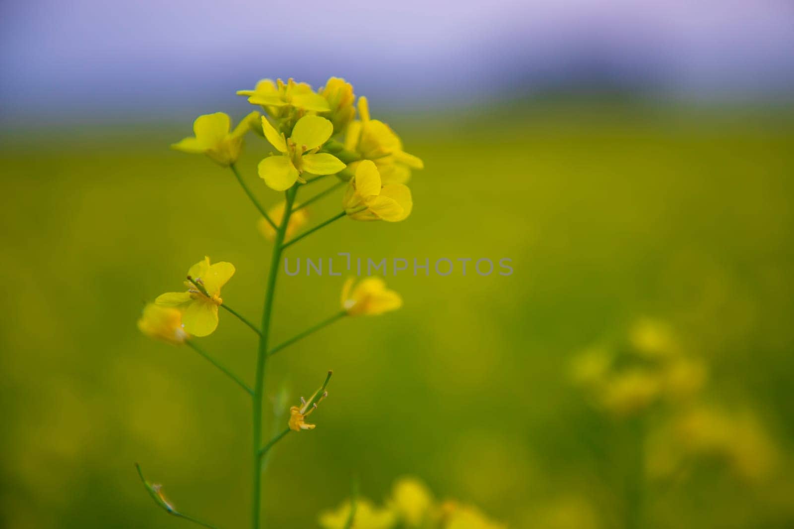 Close-up Focus A Beautiful  Blooming  Yellow rapeseed flower  with blurry background