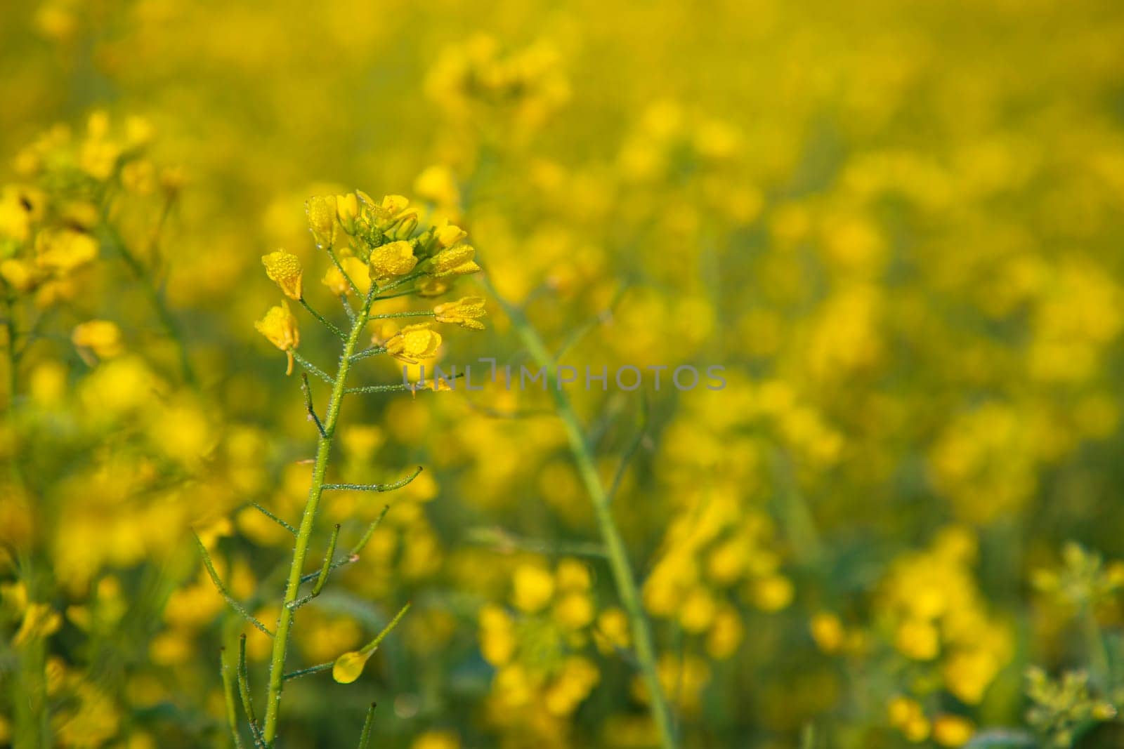 Close-up Focus A Beautiful  Blooming  Yellow rapeseed flower  with blurry background