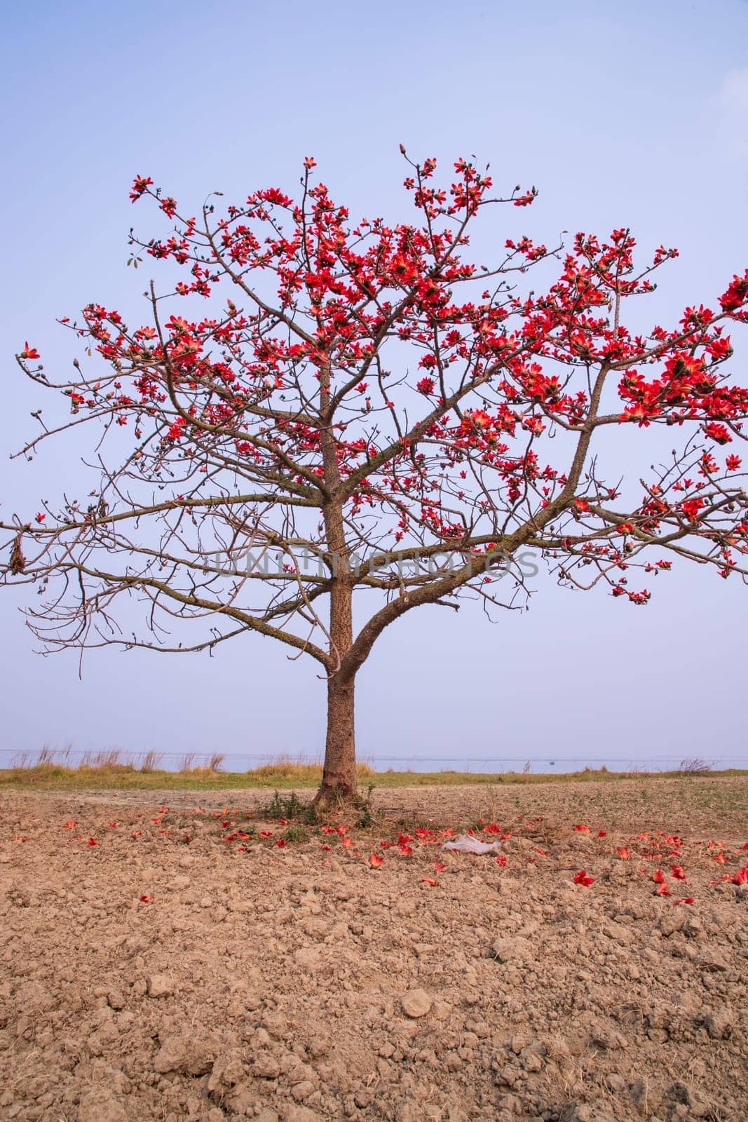 Flowers of Bombax ceiba tree on the blue sky background