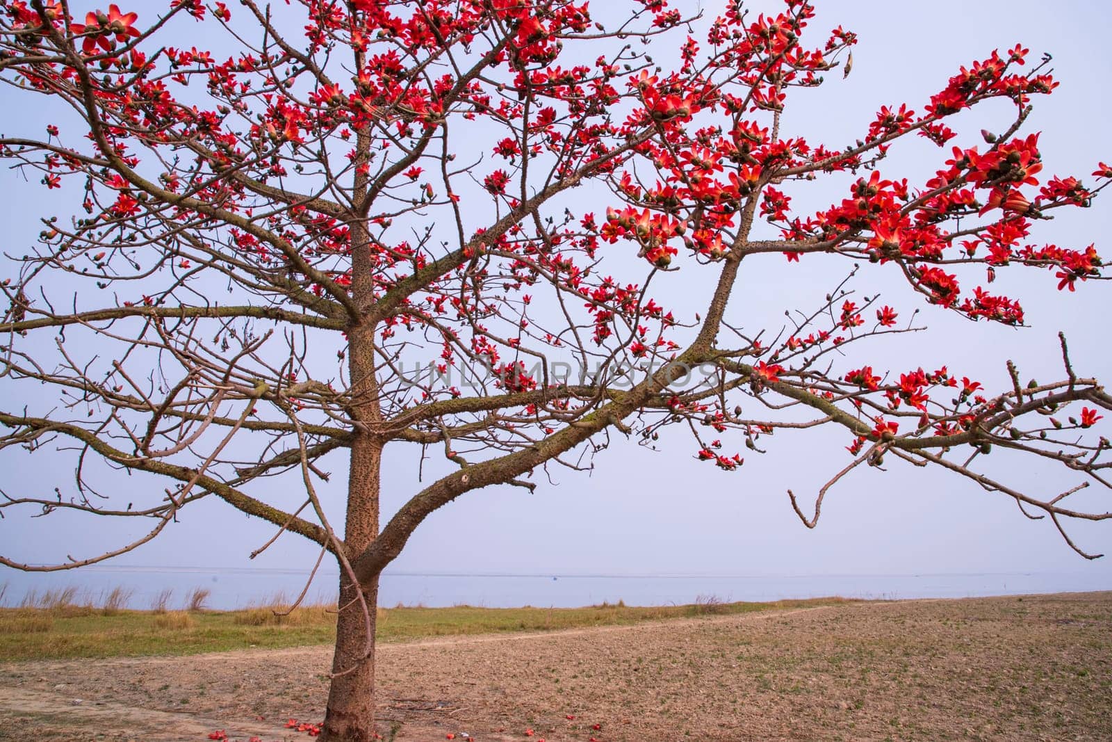 Flowers of Bombax ceiba tree on the blue sky background