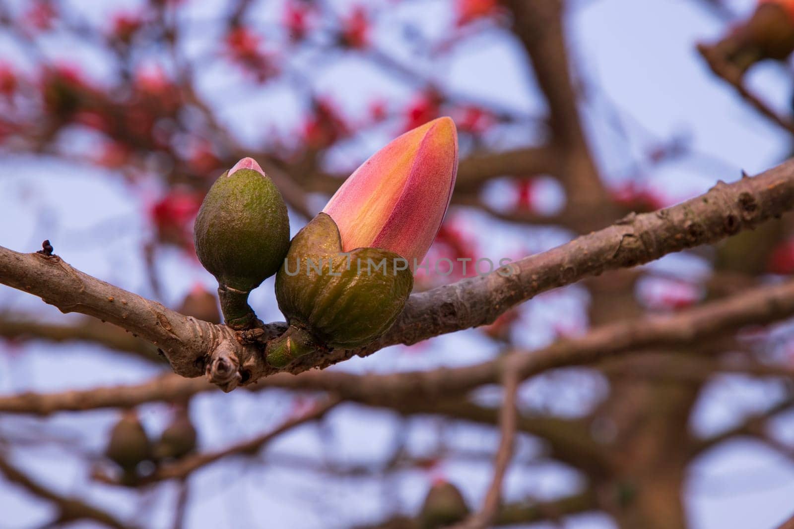 Bombax  Buds of a tree with flowers on a background of blue sky