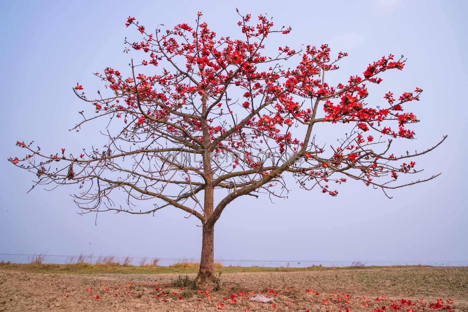Flowers of Bombax ceiba tree on the blue sky background
