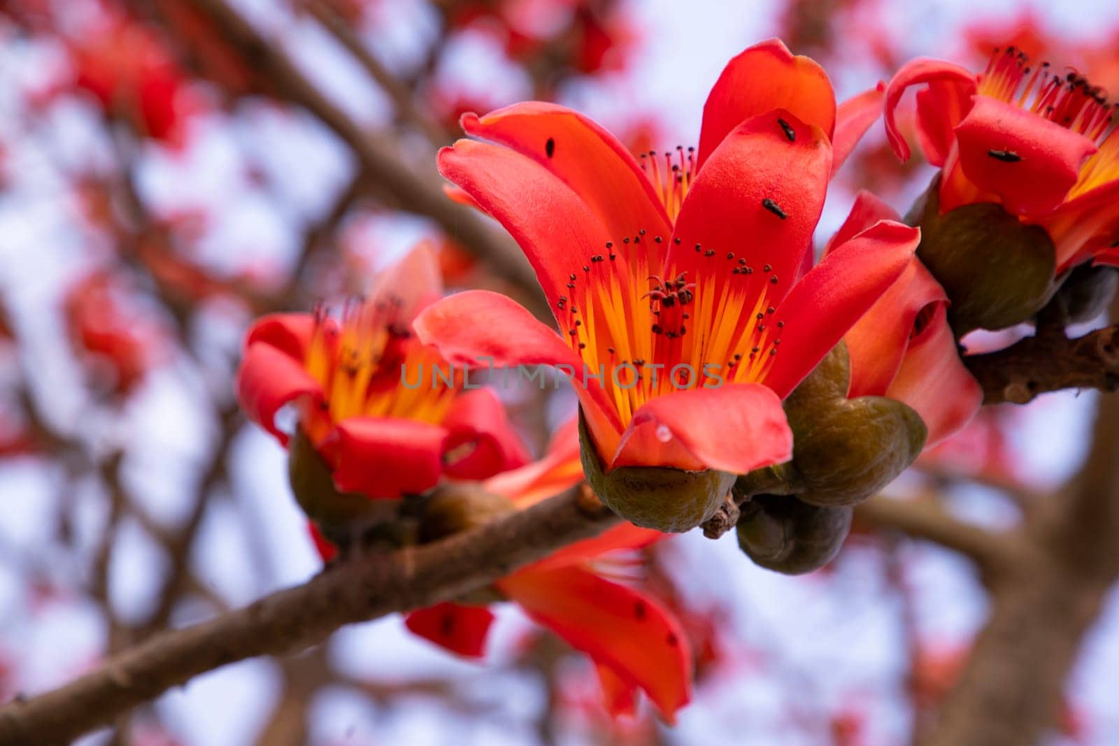 Close-up of Bombax ceiba flower blossom with blurred background