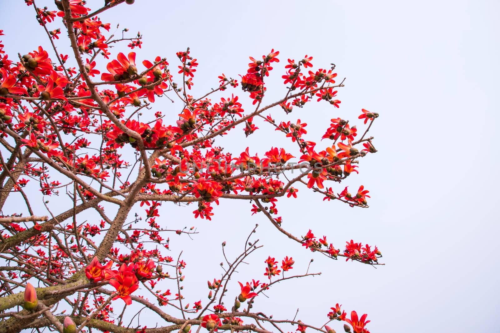 Flowers of Bombax ceiba tree on the blue sky background