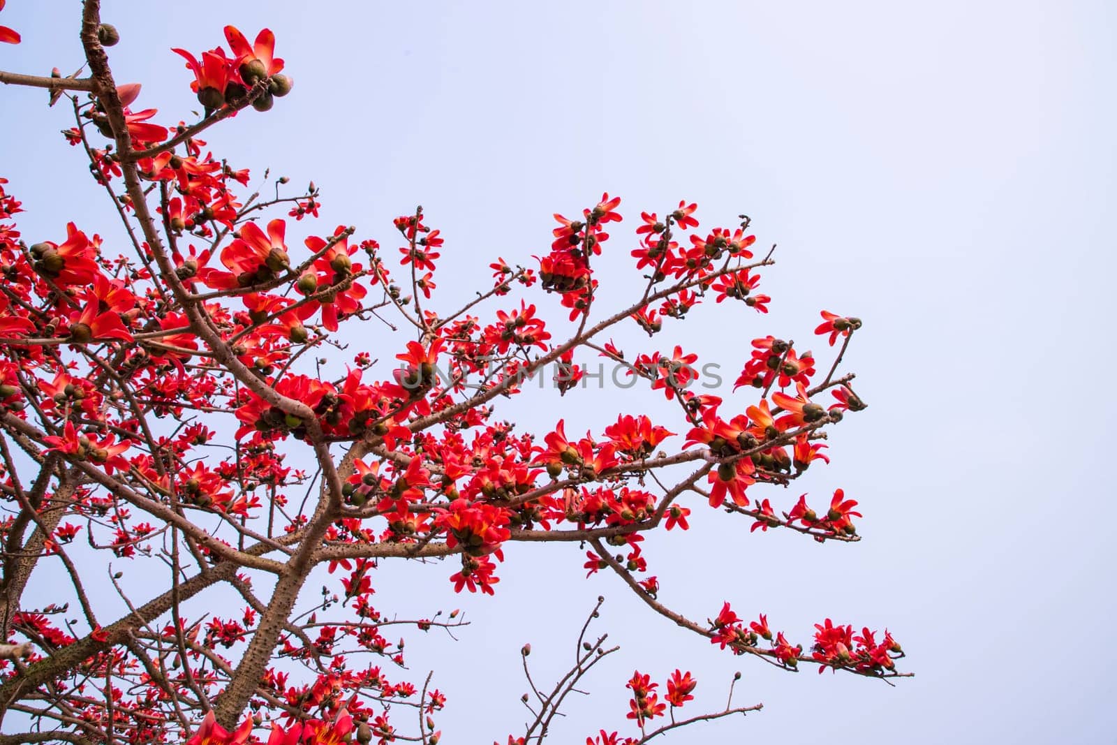 Flowers of Bombax ceiba tree on the blue sky background