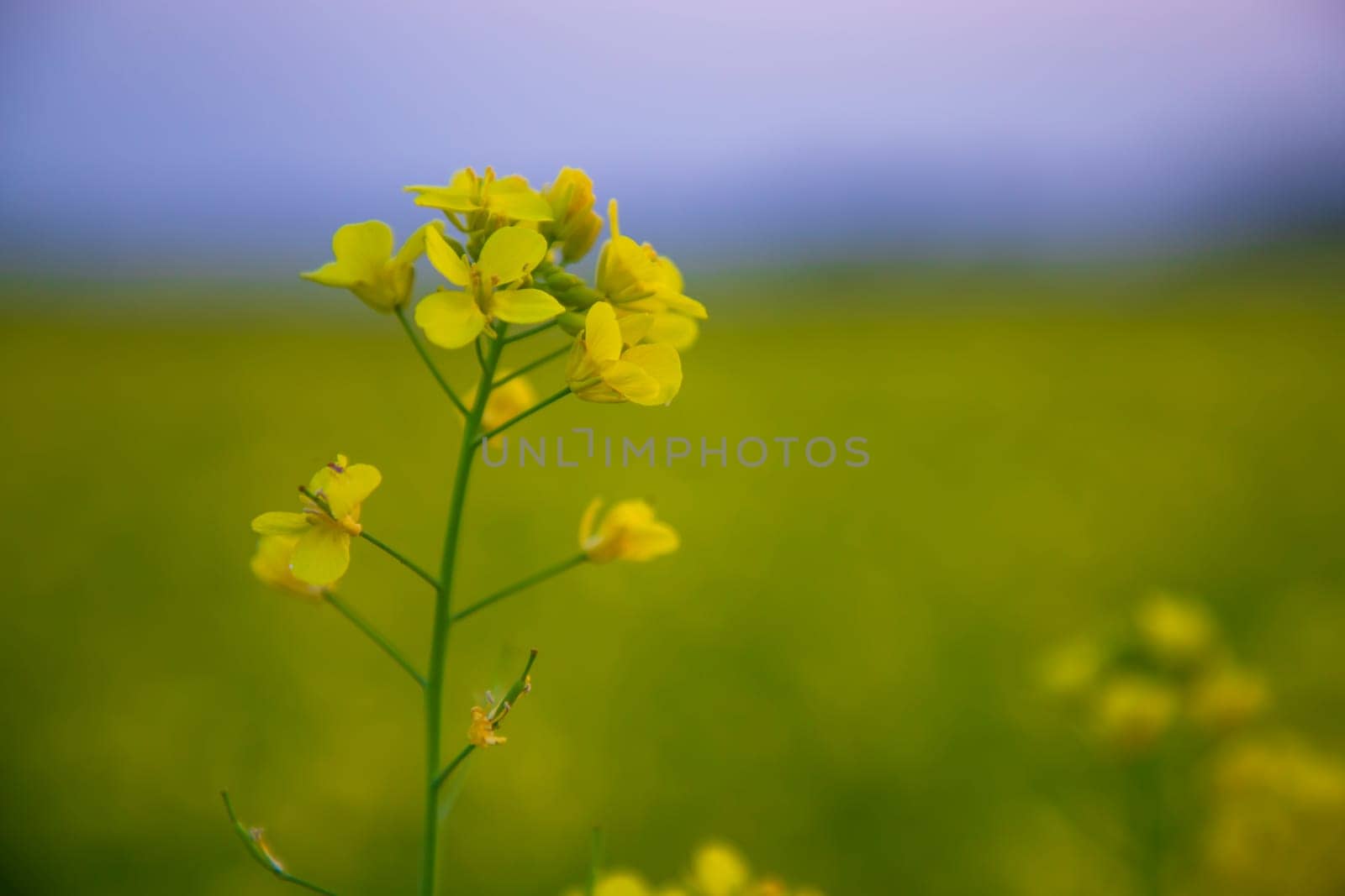 Close-up Focus A Beautiful  Blooming  Yellow rapeseed flower  with blurry background