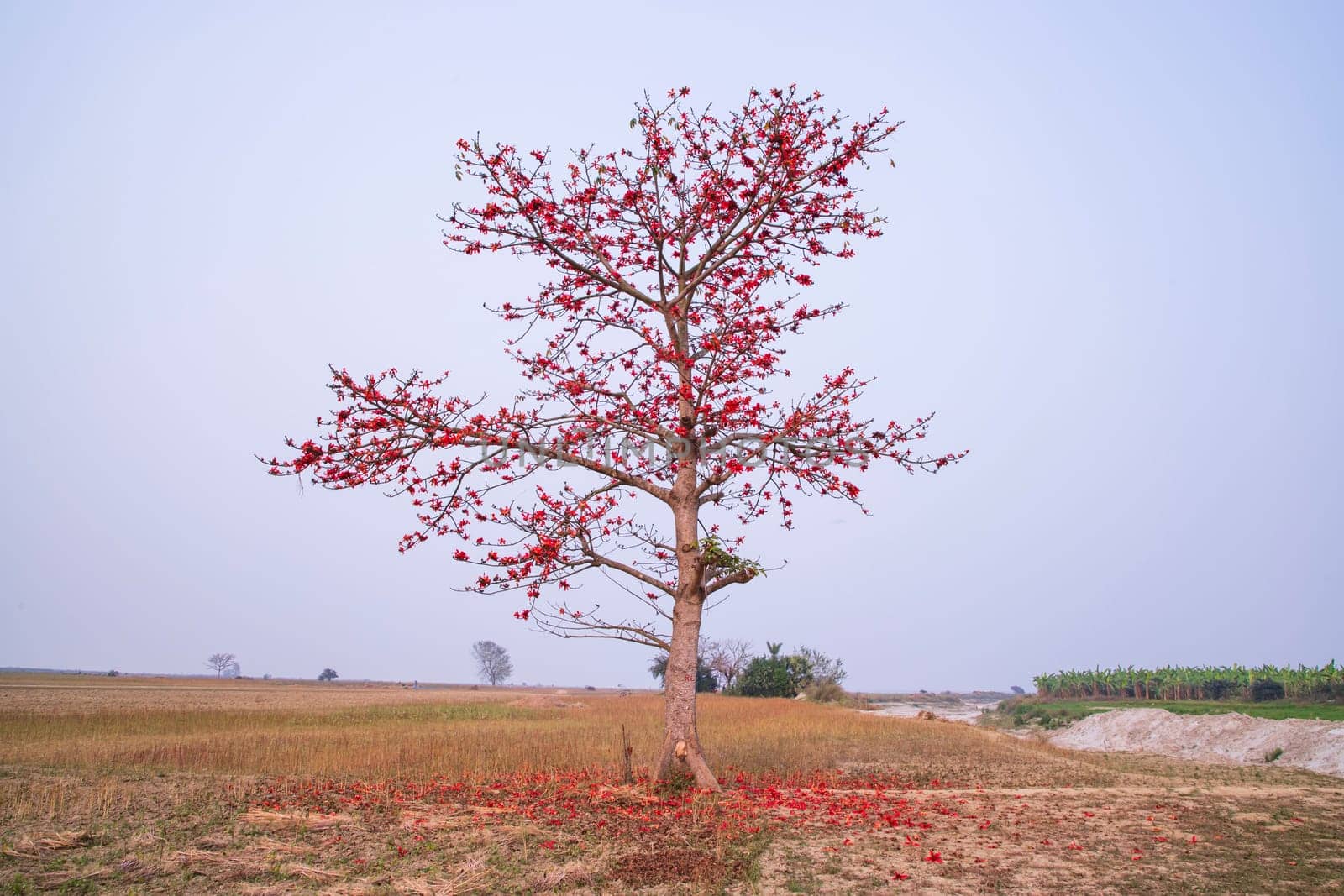Bombax ceiba tree with red blossom flowers in the field under the blue sky