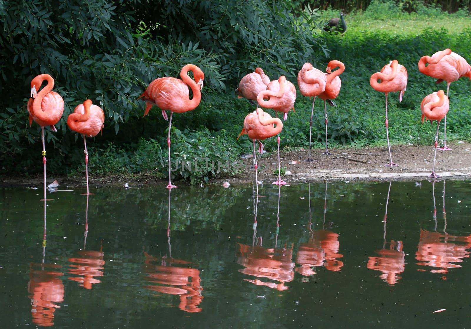 Flamingos