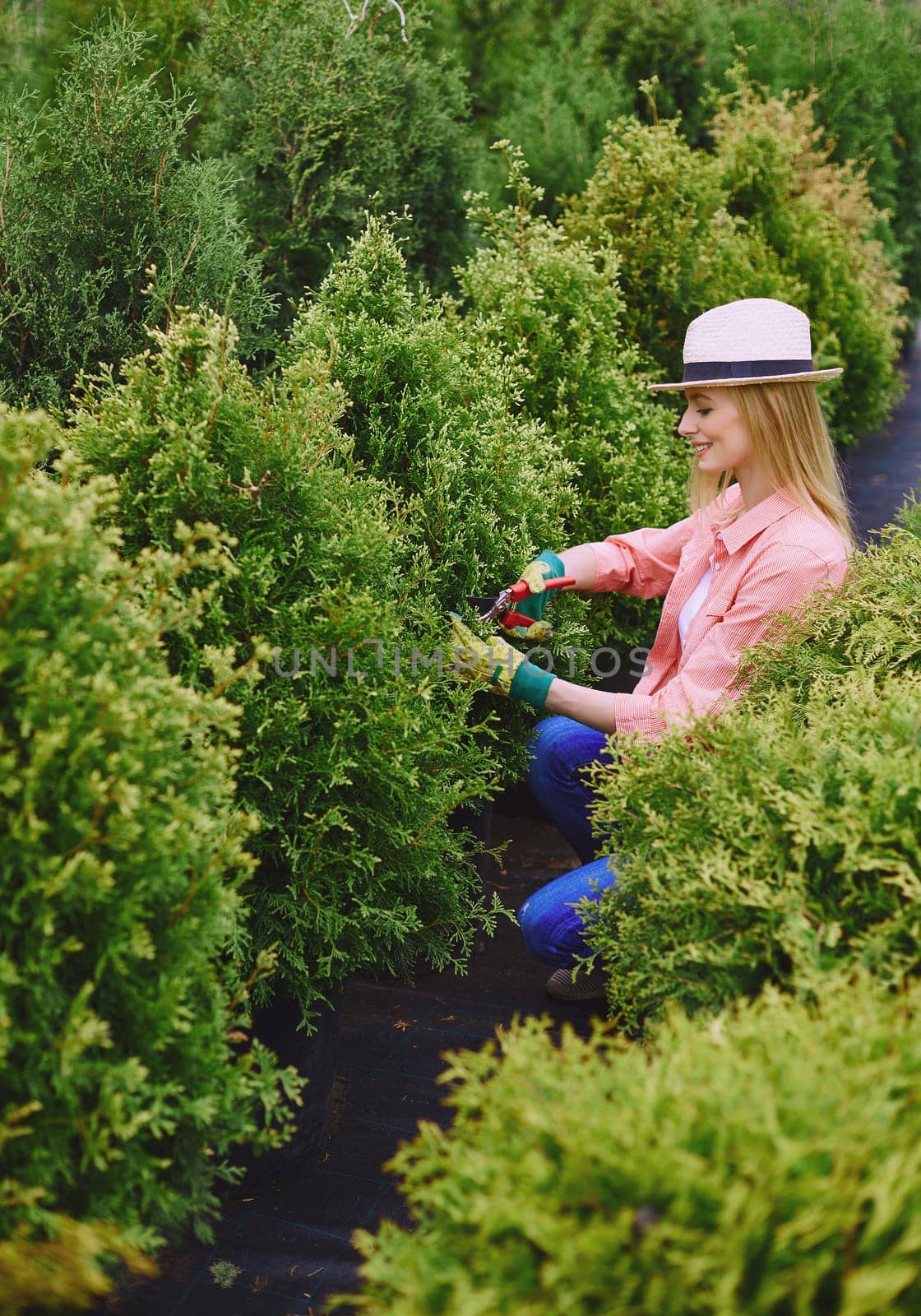 Female gardener taking care of green thuja bushes