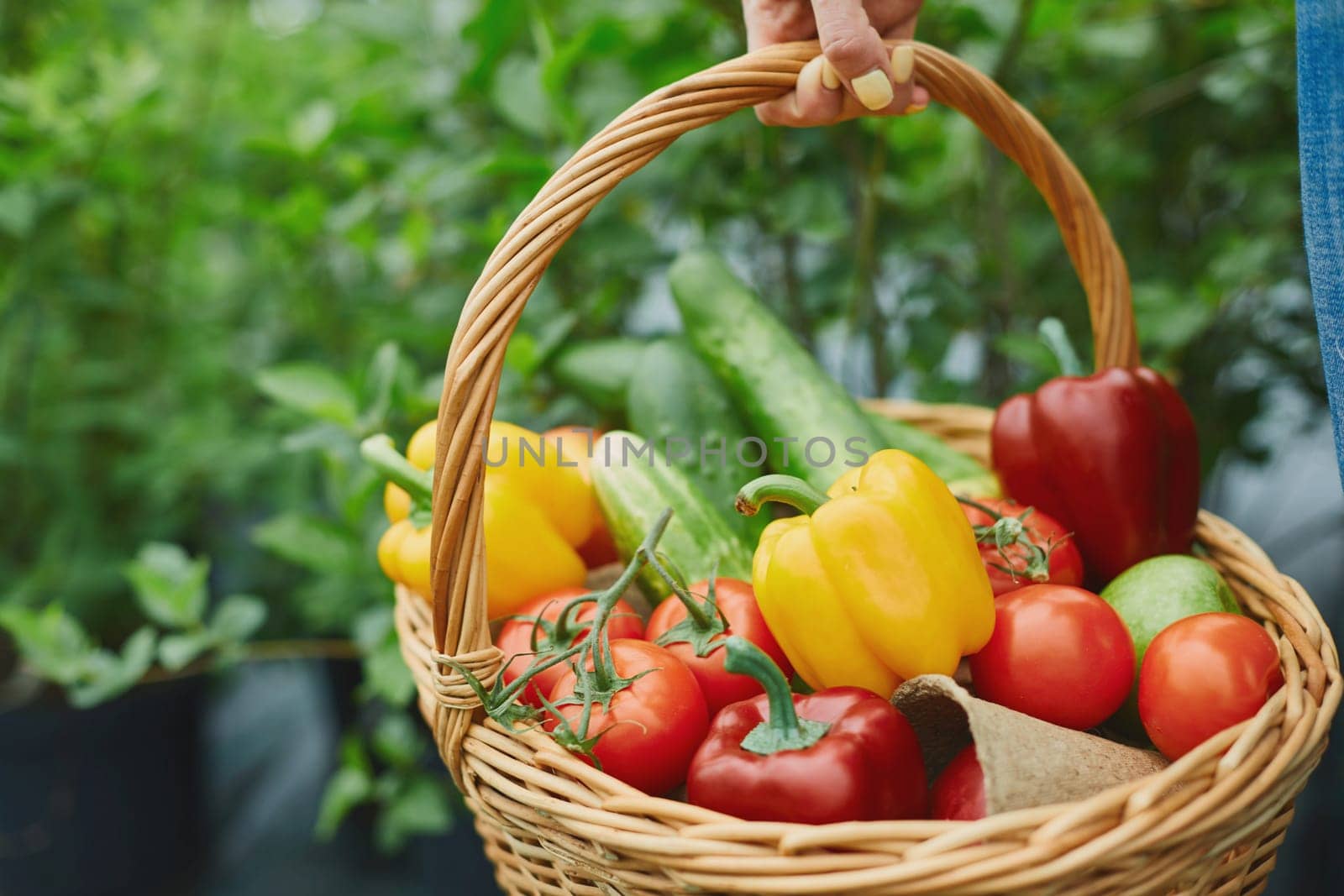 Basket full of fresh tomatoes, cucumbers and peppers held by farmer