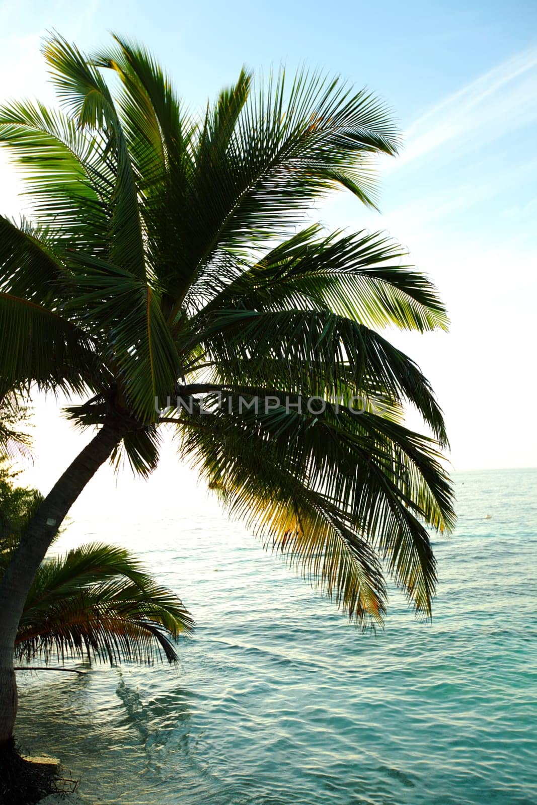 tropical island palm sea and sky