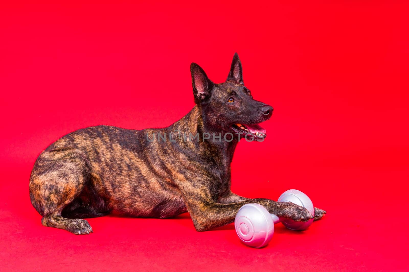 Dutch Shepherd holding dumbbell on a red and yellow background