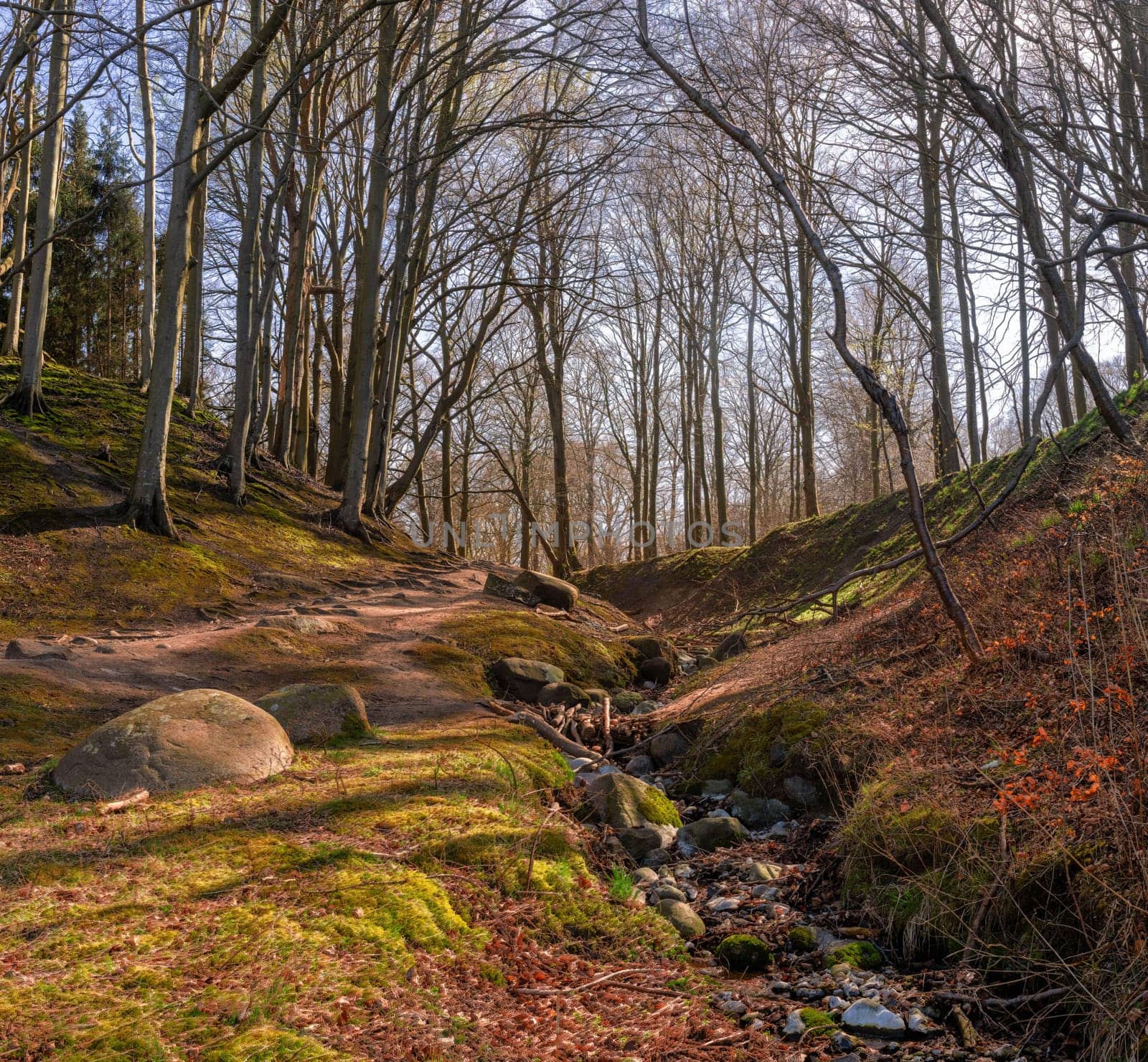 Fairytale shot of a branching beech (Fagus) in the bizarre-looking forest on Rügen's north-western peninsula of Wittow between Nonnevitz and Schwarbe. A beautiful nature motif.