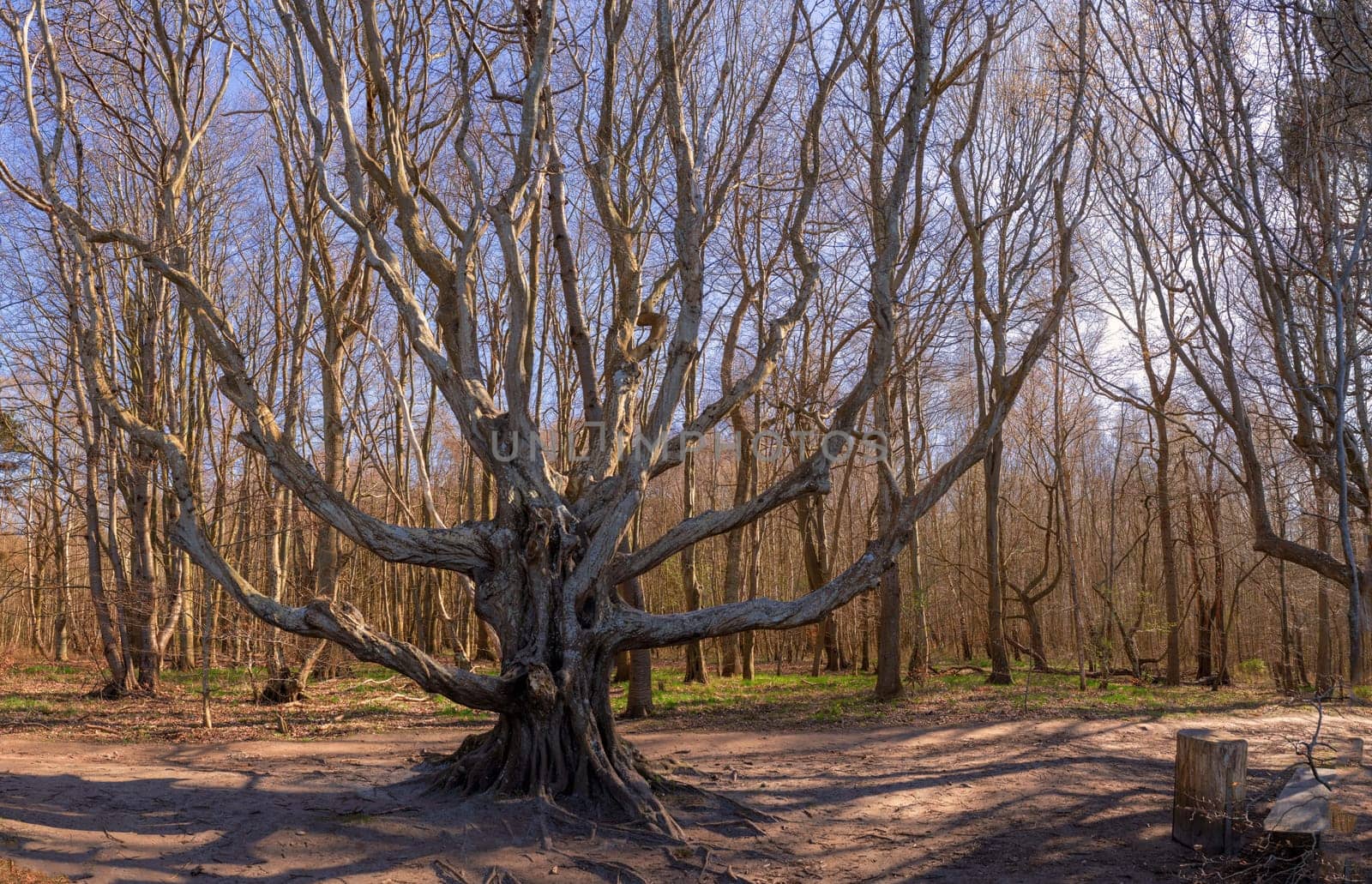 Fairytale shot of a branching beech (Fagus) in the bizarre-looking forest on Rügen's north-western peninsula of Wittow between Nonnevitz and Schwarbe. A beautiful nature motif.