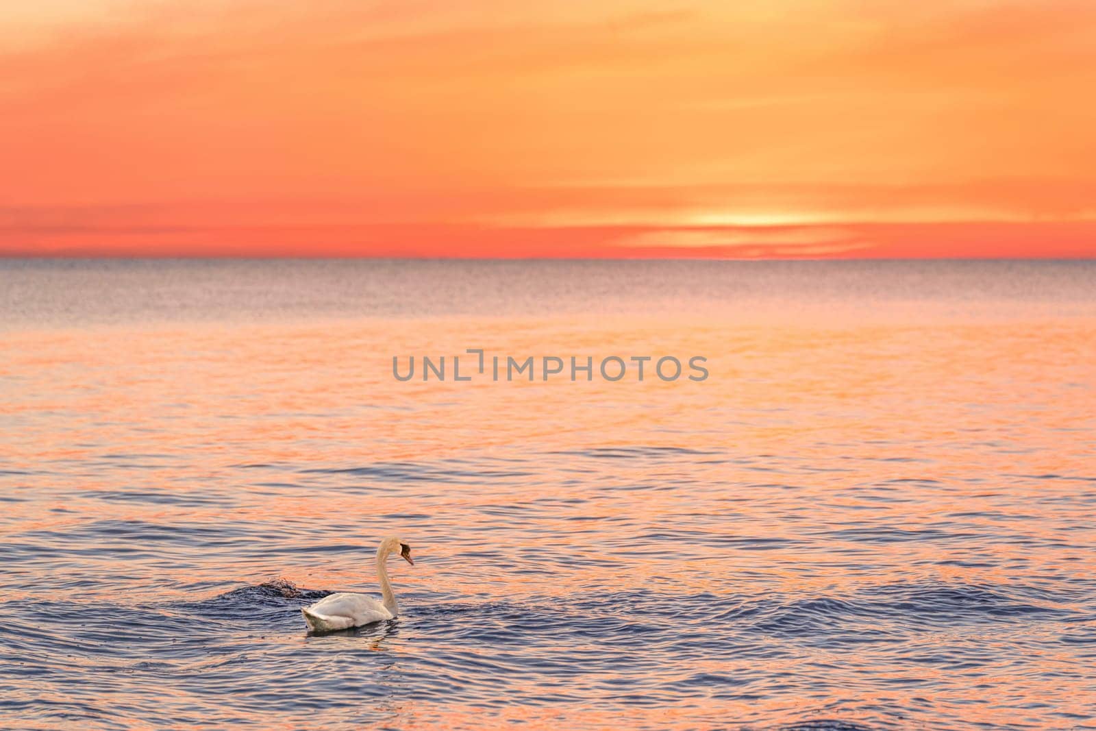 A majestic white swan (Cygnus olor) swims in the glassy Baltic Sea in front of a breathtaking orange sunset. Dreamlike atmosphere