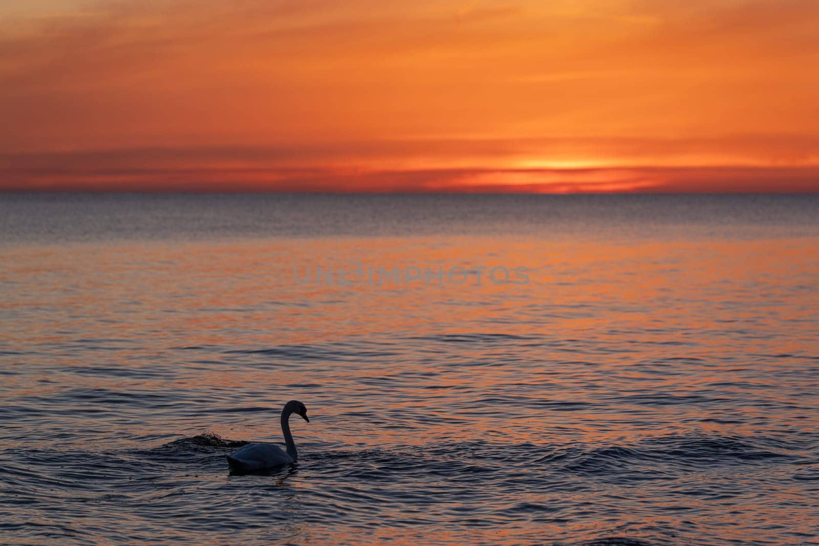 dark silhouette of a majestic white swan, (Cygnus olor), swimming in the mirror-smooth Baltic Sea in front of a breathtaking orange sunset, dreamlike atmosphere