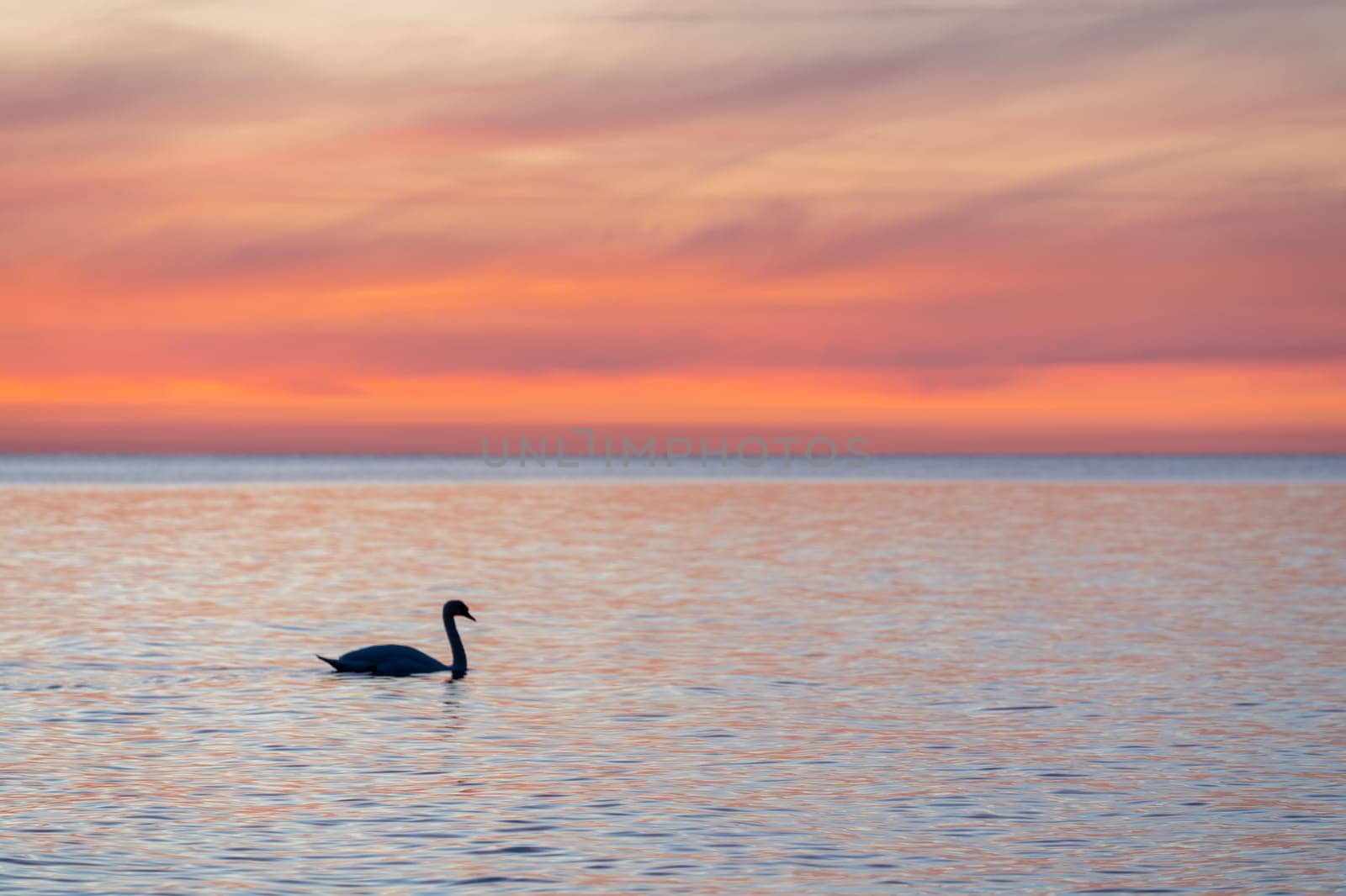 dark silhouette of a majestic white swan, (Cygnus olor), swimming in the mirror-smooth Baltic Sea in front of a breathtaking orange sunset, dreamlike atmosphere