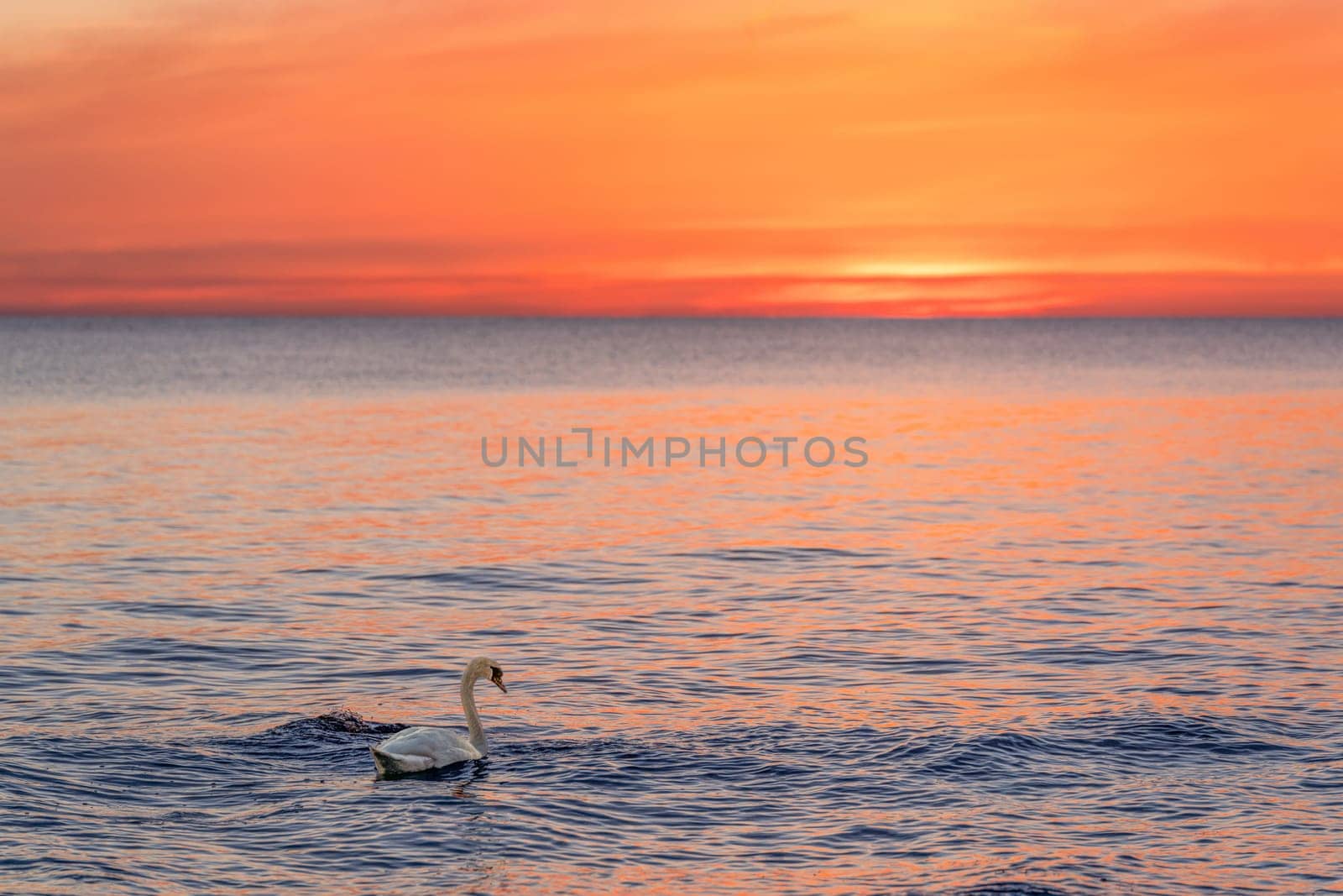 A majestic white swan (Cygnus olor) swims in the glassy Baltic Sea in front of a breathtaking orange sunset. Dreamlike atmosphere