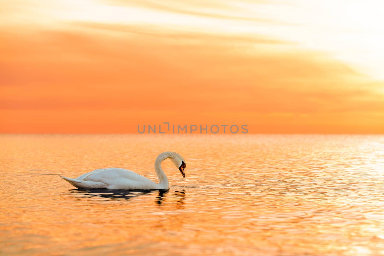 A majestic white swan (Cygnus olor) swims in the glassy Baltic Sea in front of a breathtaking orange sunset. Dreamlike atmosphere