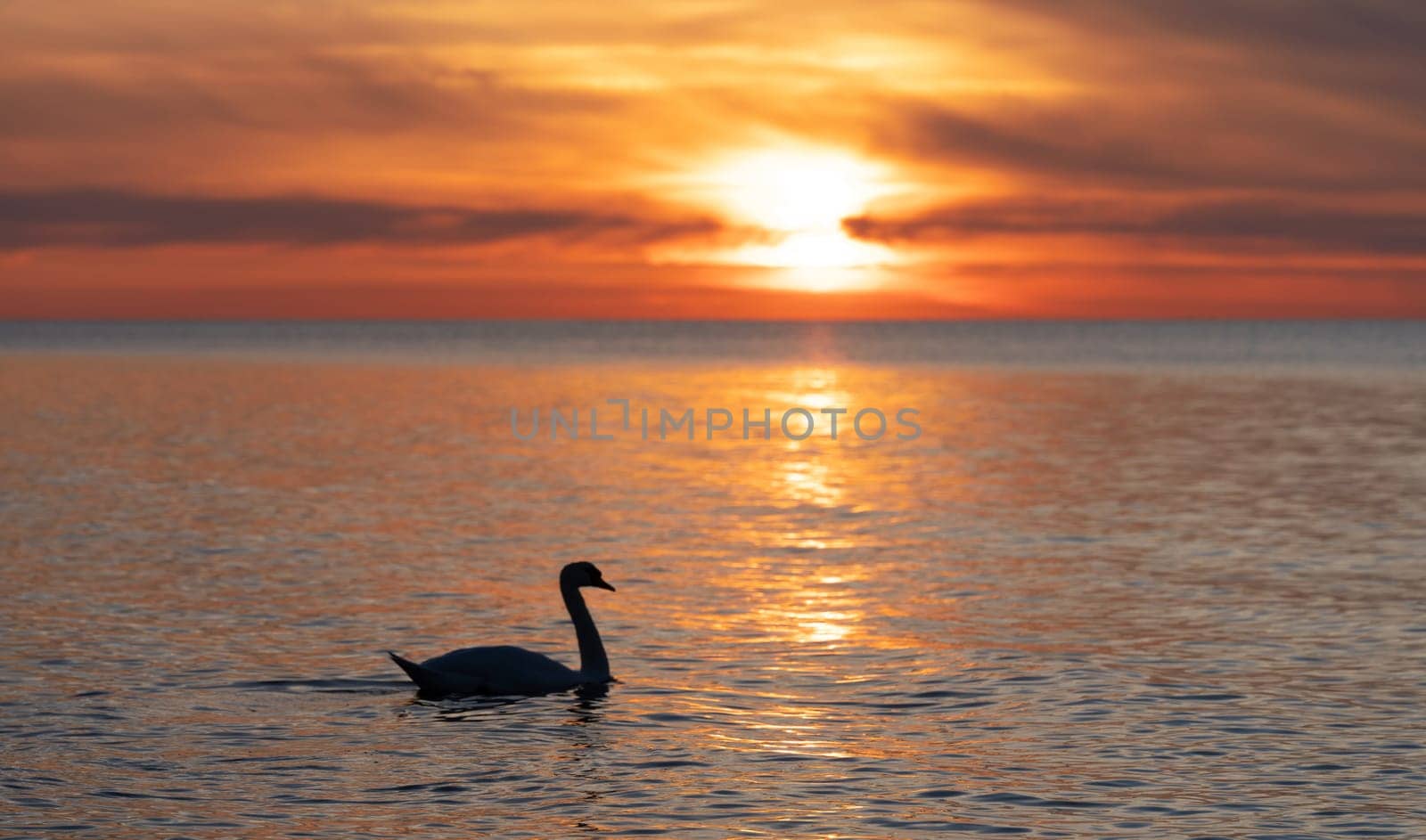dark silhouette of a majestic white swan, (Cygnus olor), swimming in the mirror-smooth Baltic Sea in front of a breathtaking orange sunset, dreamlike atmosphere