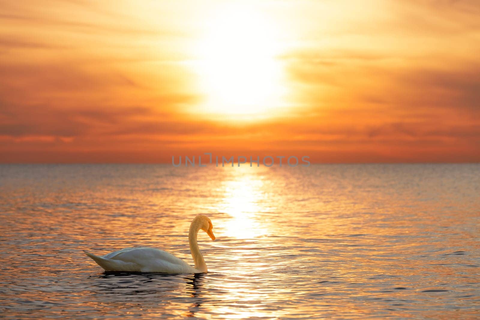 A majestic white swan (Cygnus olor) swims in the glassy Baltic Sea in front of a breathtaking orange sunset. Dreamlike atmosphere
