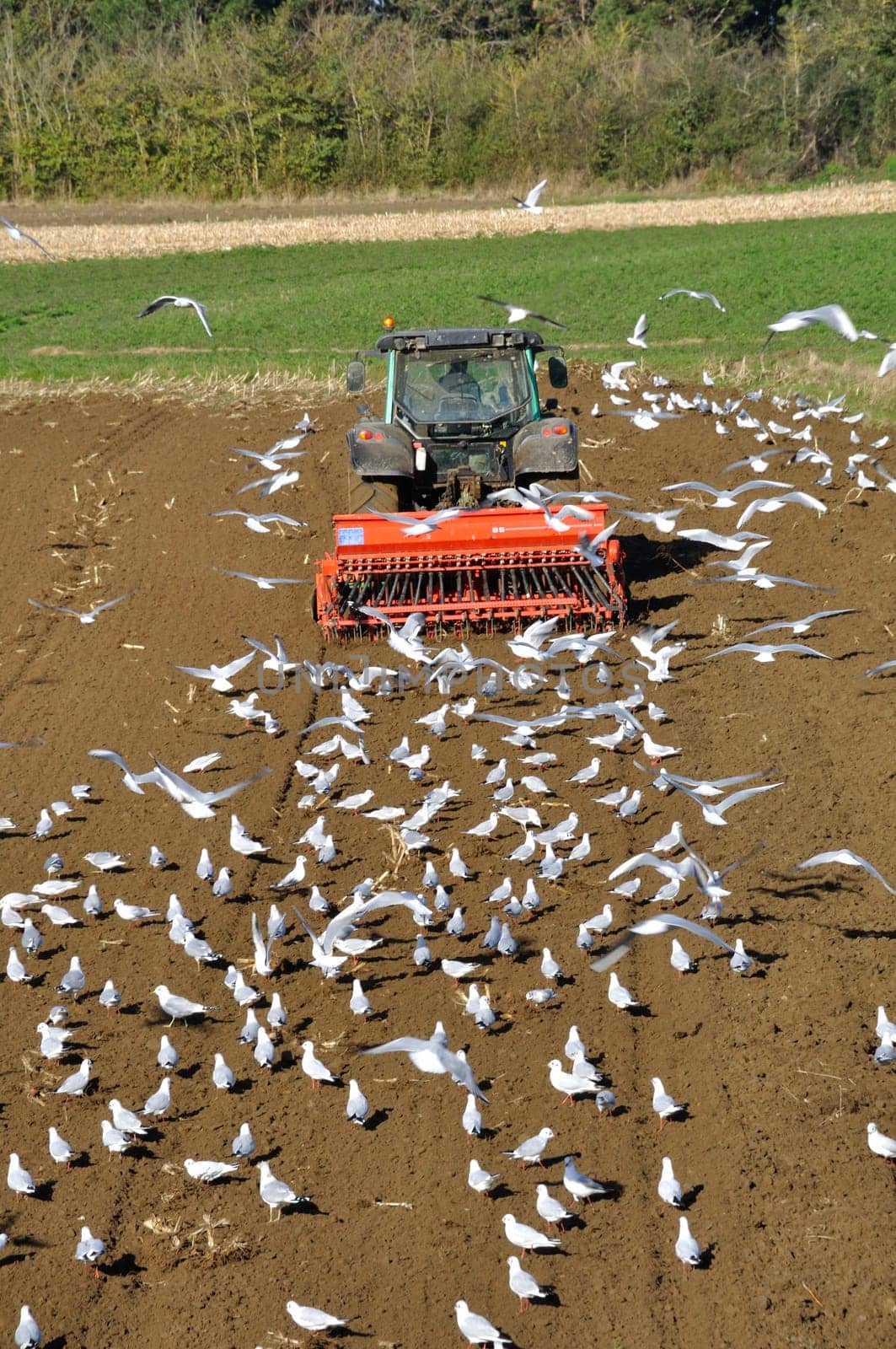 Plow tractor surrounded by seagulls