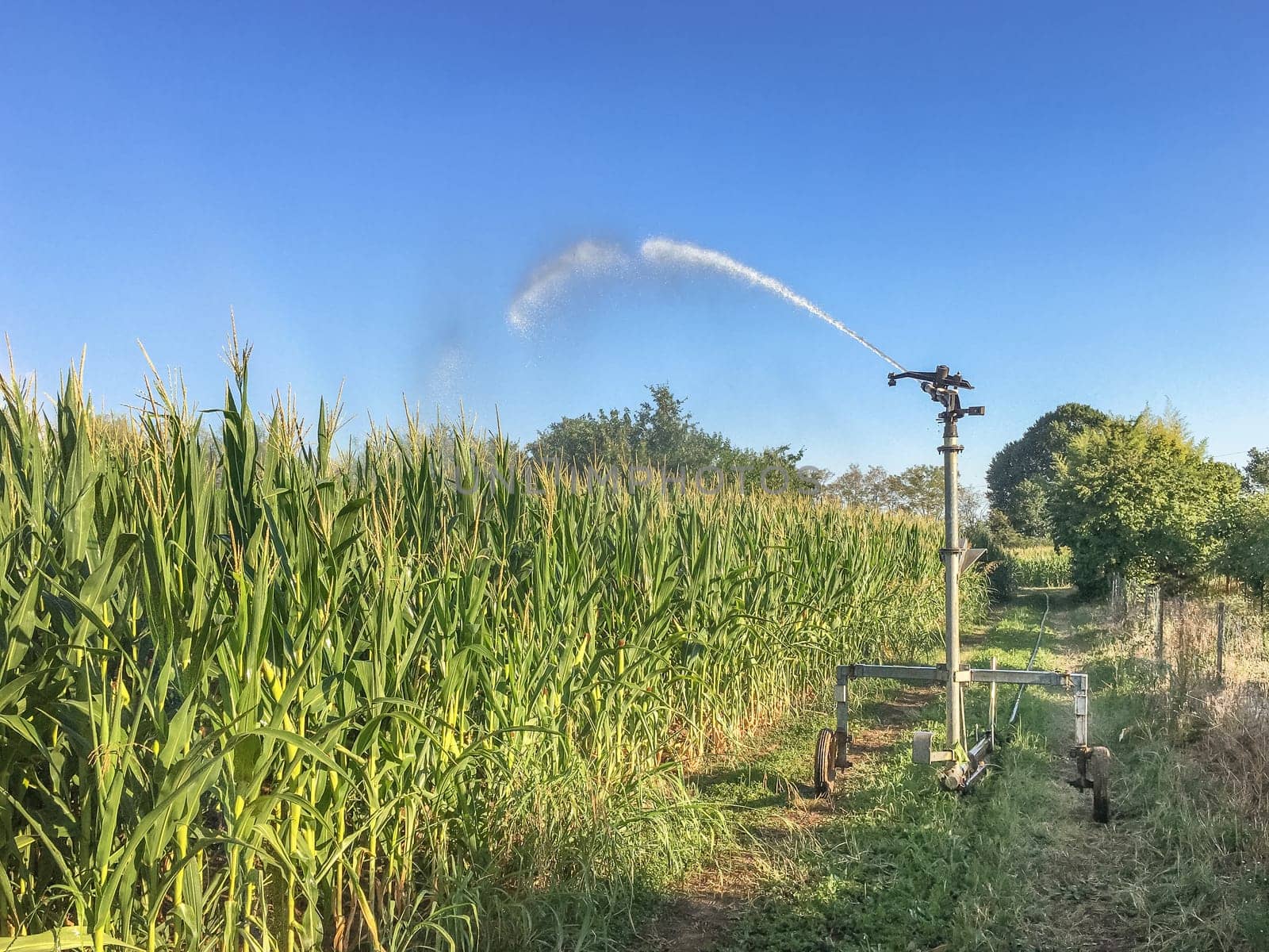 Farm field wheat growing field sprinkler. Agriculture. business.