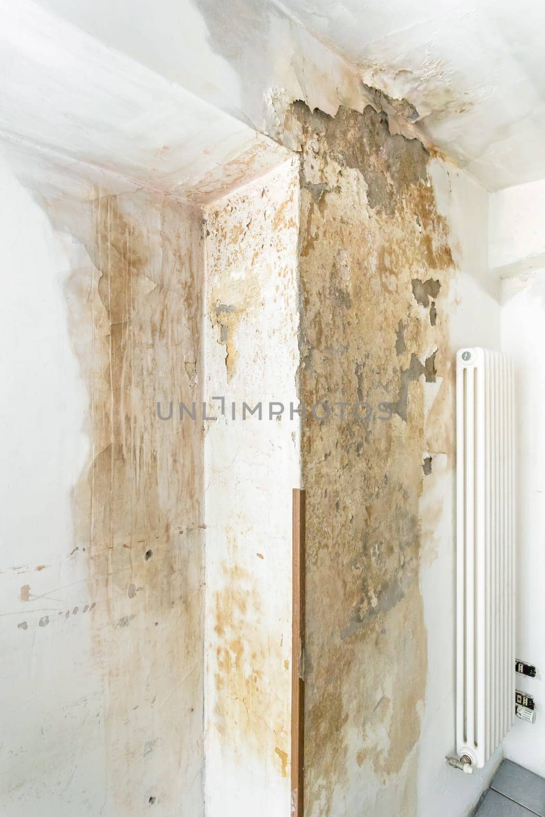 Mold fungus on ceiling and wall of roomcreating health problems for the home owners. Molds can thrive on any organic matter including ceilings, walls and floors of homes with moisture.