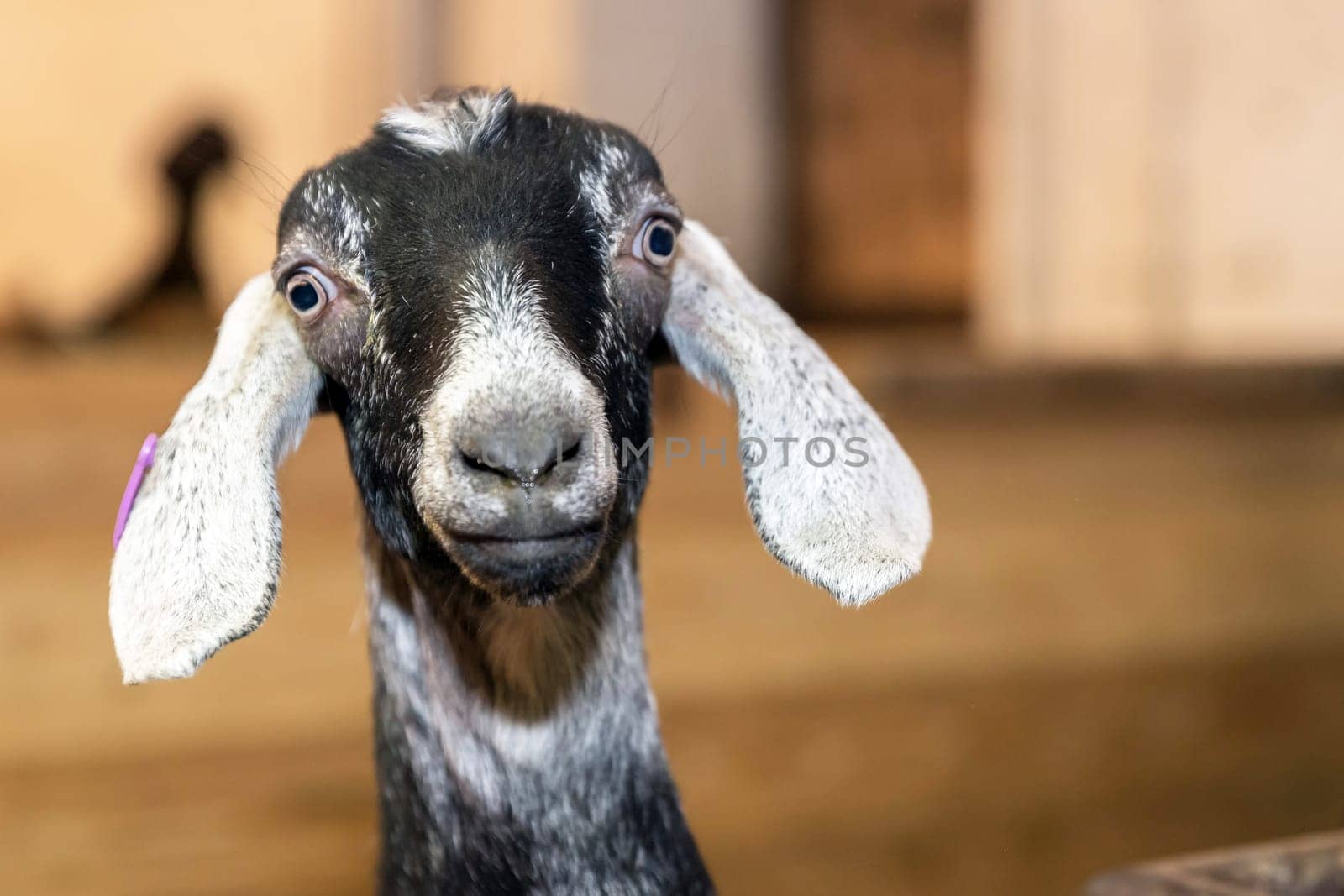 Funny face small goat, bicolor goat, Domestic goat,  goat portrait.