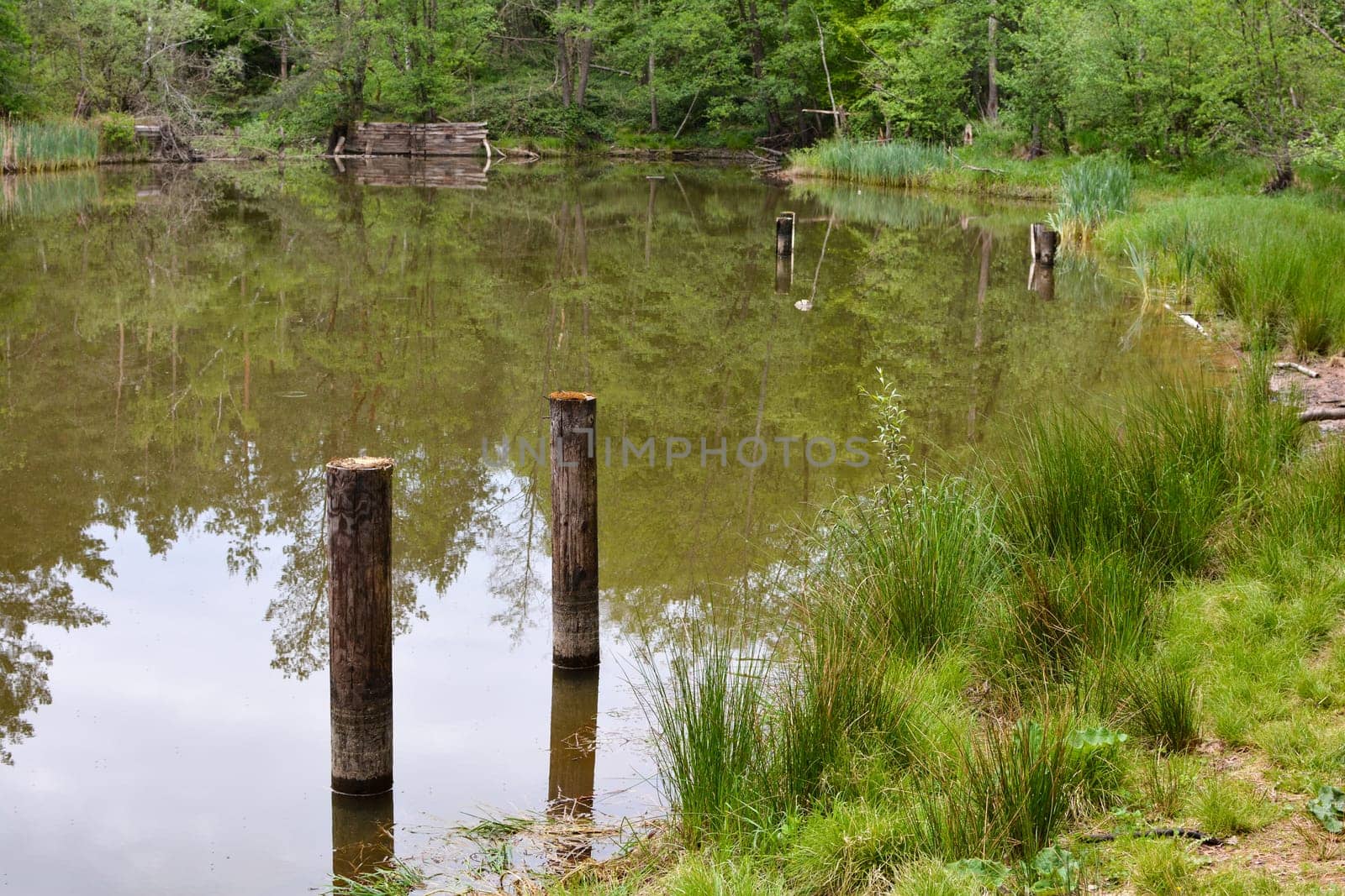 Shore at a small lake with wooden posts in the water and reflection of trees in the water