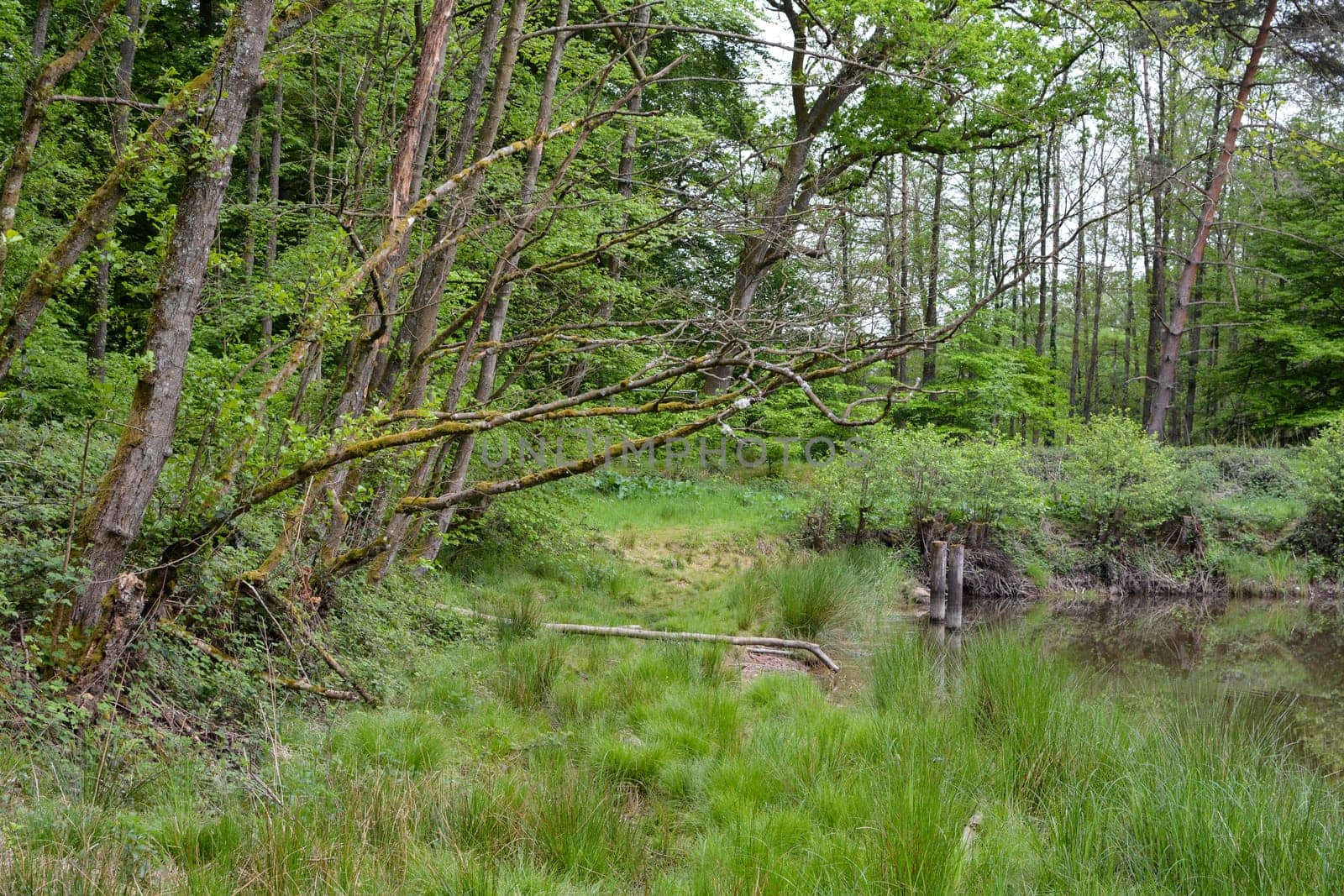 A small lake in the forest with green grass and trees