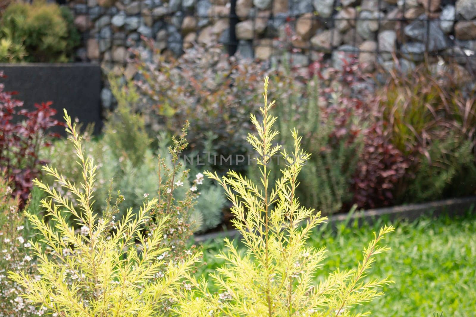 Tropical garden with botanic plants stone, stock photo