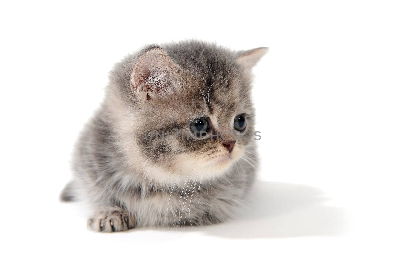 a small fluffy kitten on a white isolated background. High quality photo