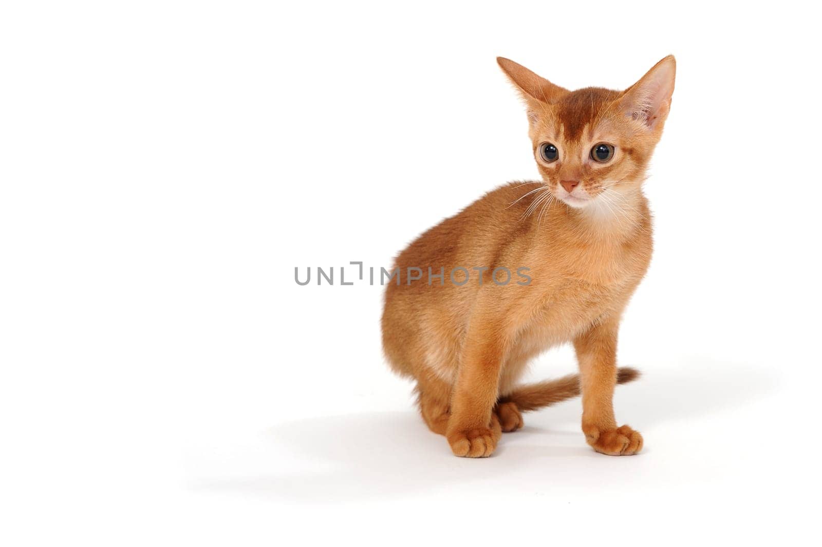 Abyssinian red kitten on a white isolated background. High quality photo