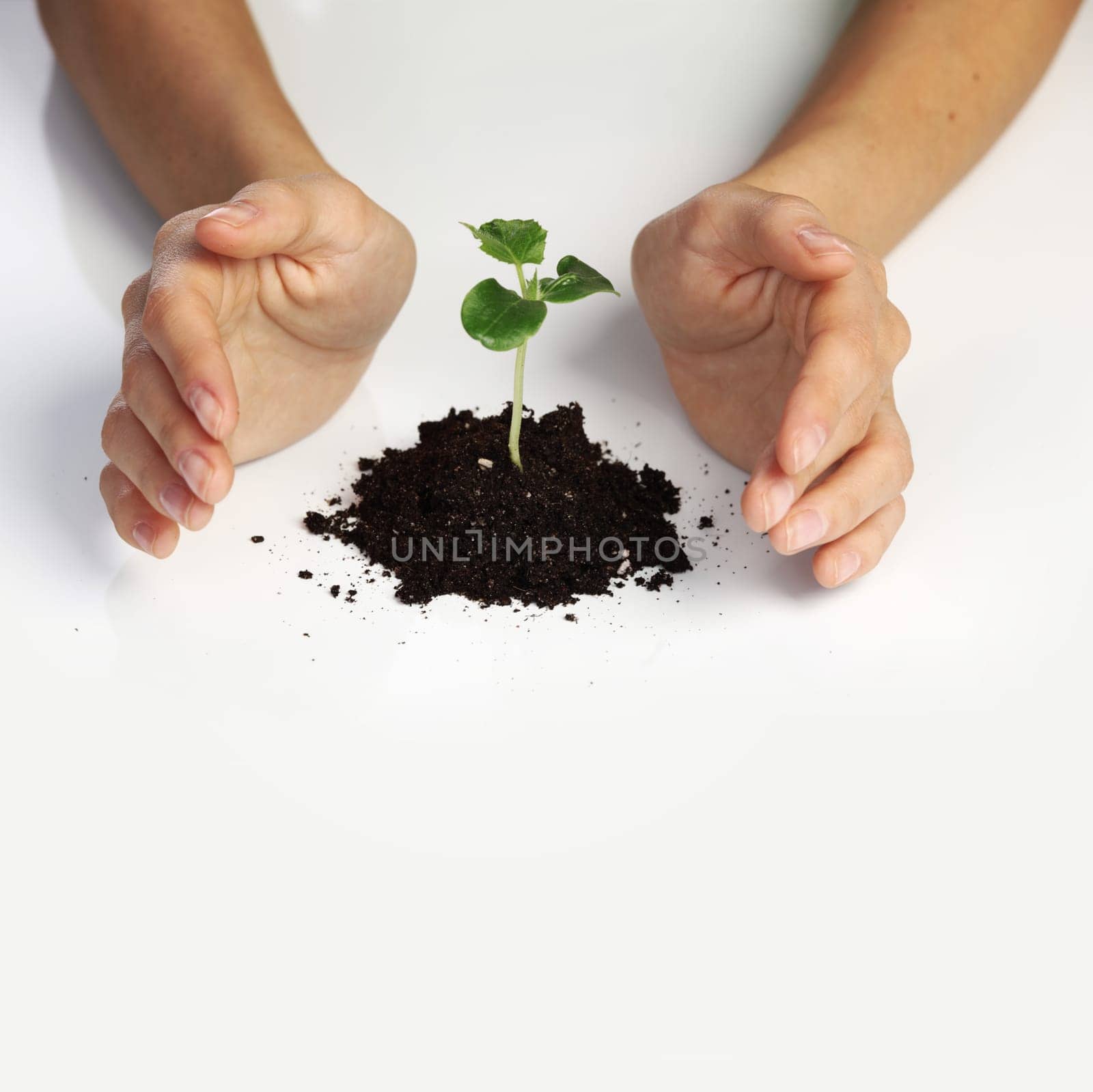 young plant cover their hands on a white background