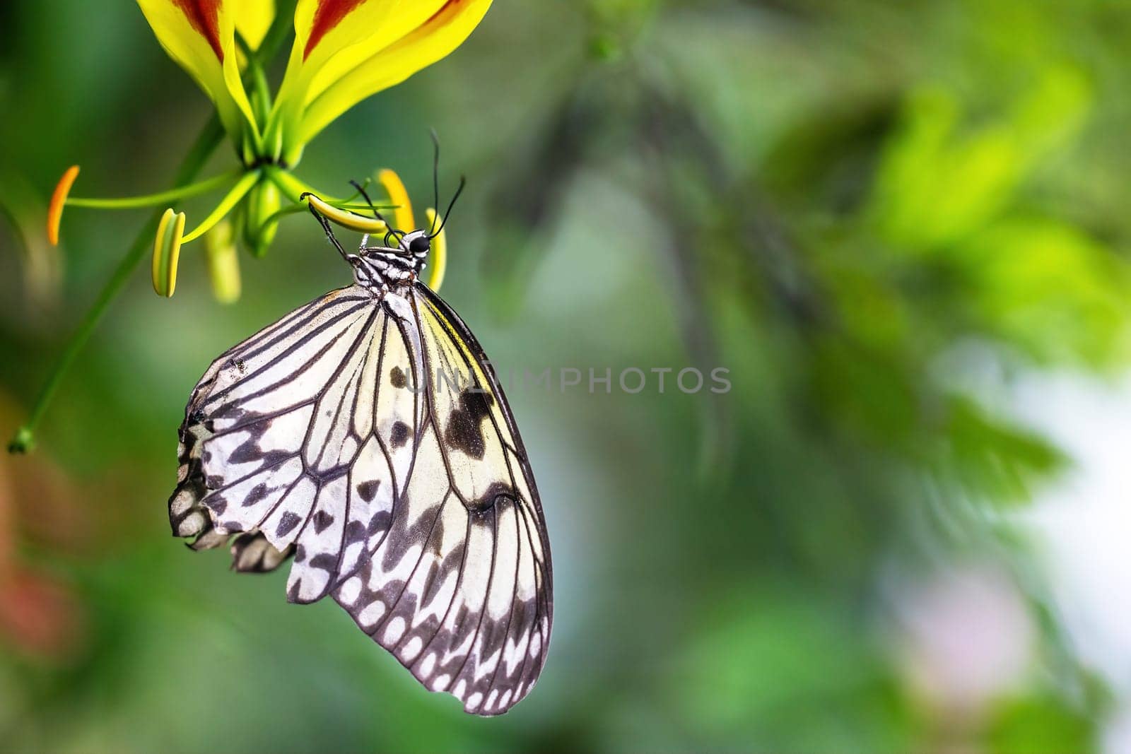 Beautiful rice paper butterfly is posing on flower. Horizontally.