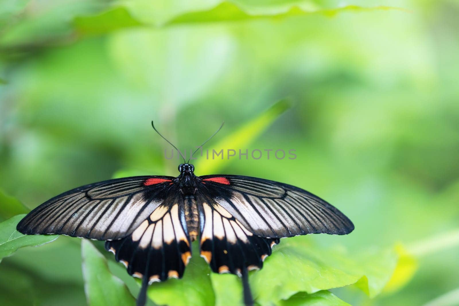 Southeast Asian Great Mormon butterfly sitting  on green plant with open wings. Horizontally.
